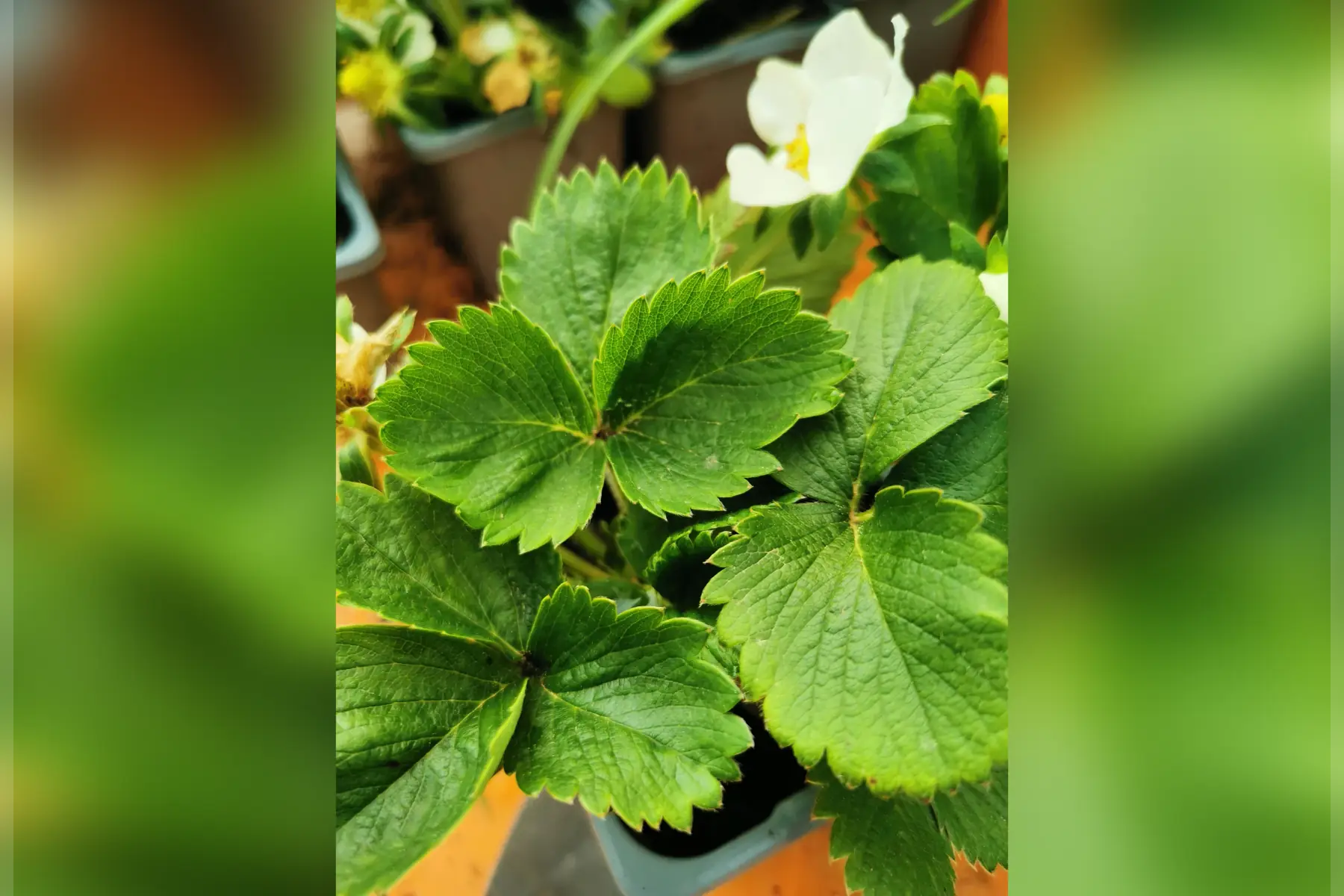 6 plants de fraisiers cléry
