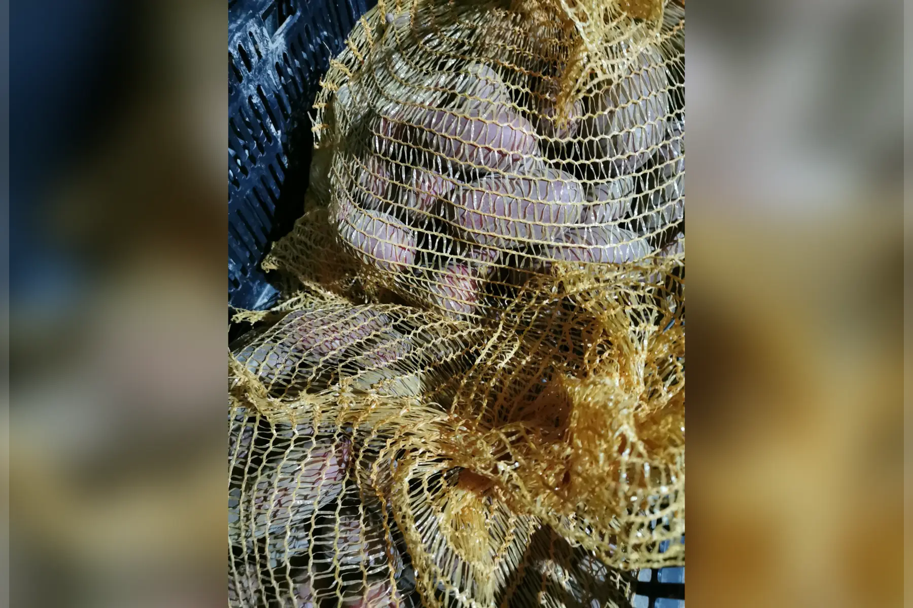 filet 5kg pdt "cheyenne"