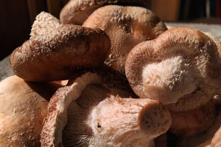 shiitake ou lentin du chêne