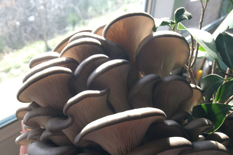 pleurotes gris