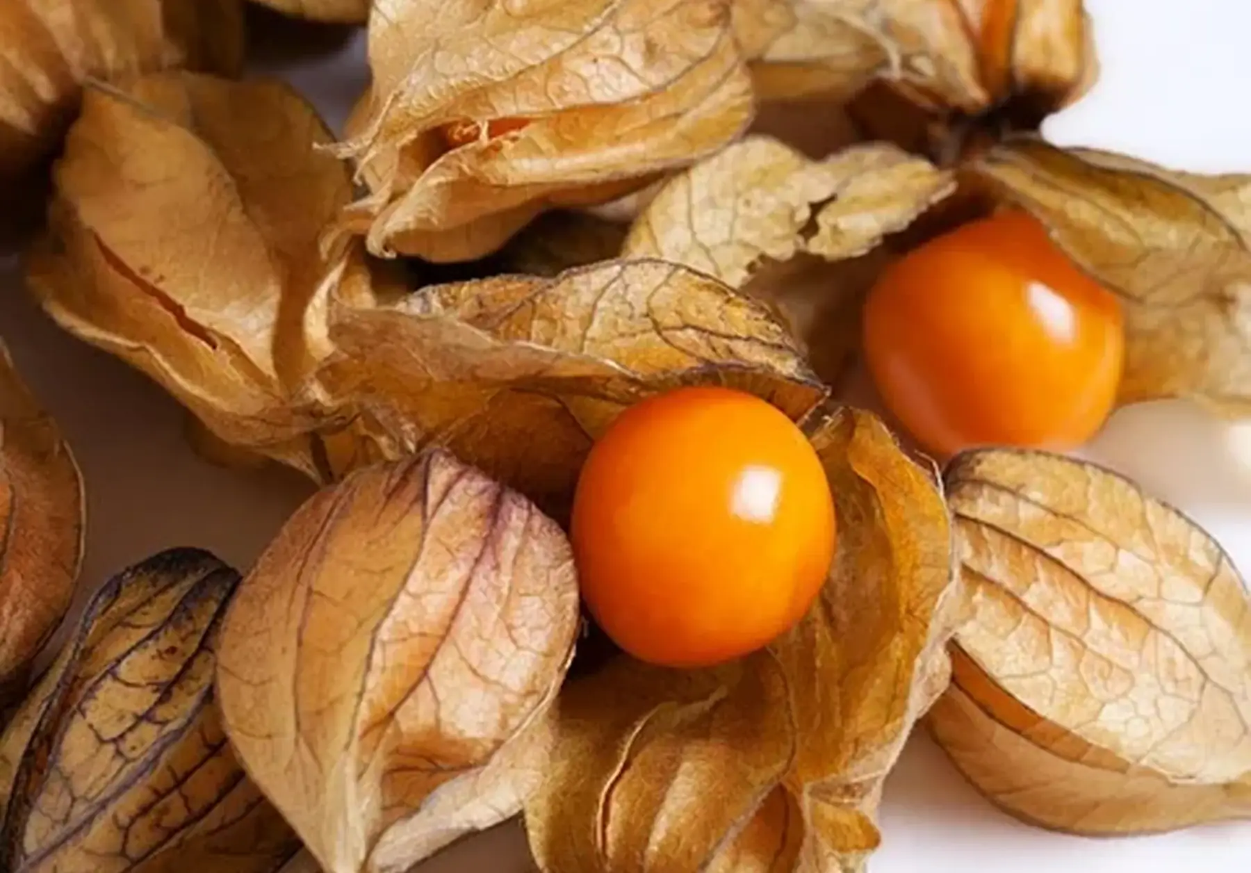 physalis_ amour en cage