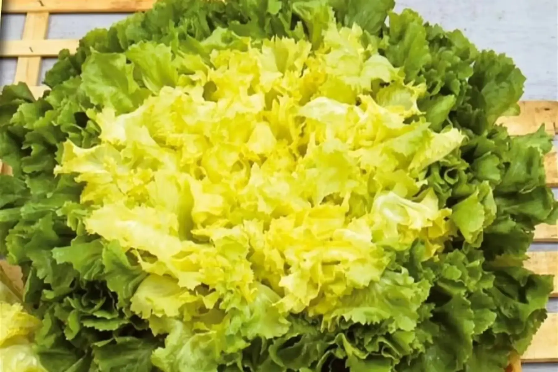 salade scarole/frisée fine