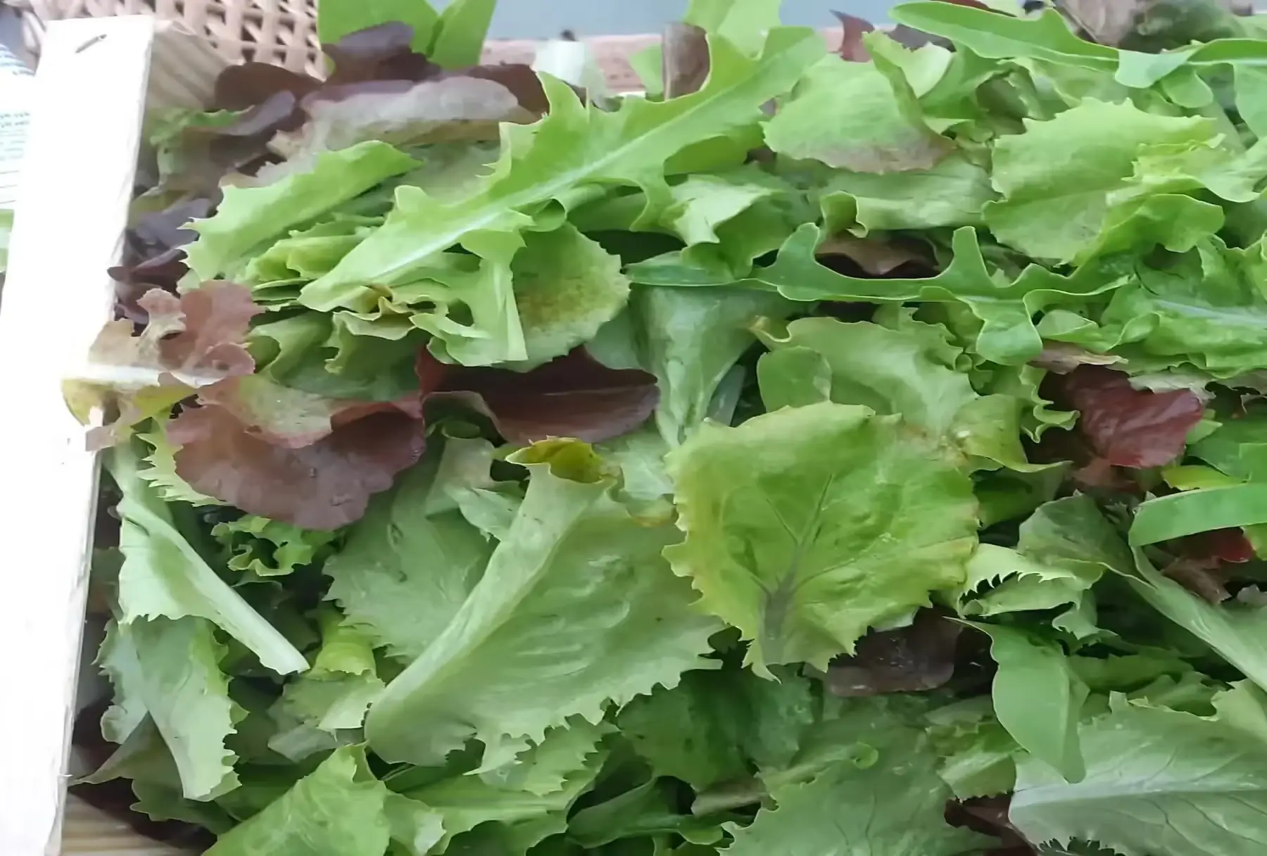 salade mesclun de laitues