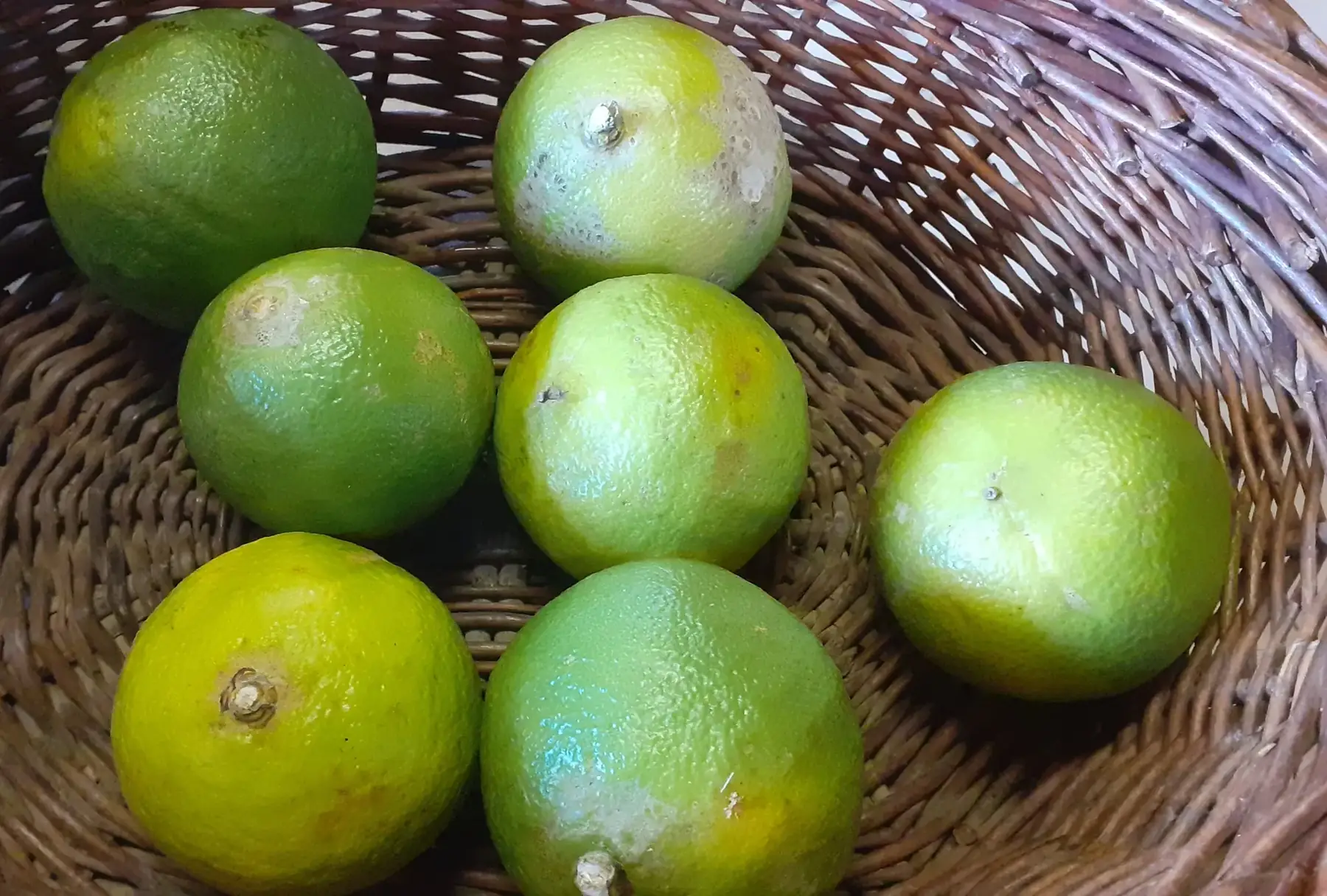 citron bergamote