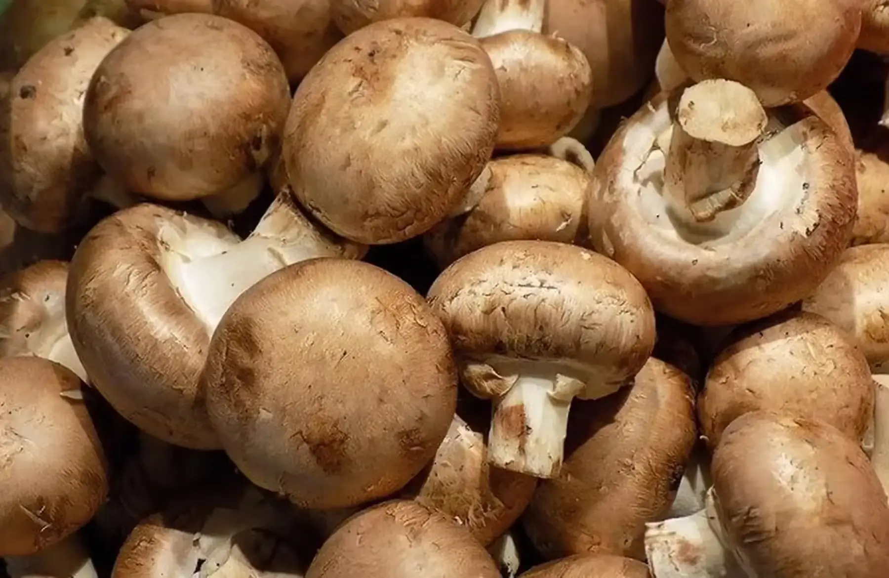 champignons de paris