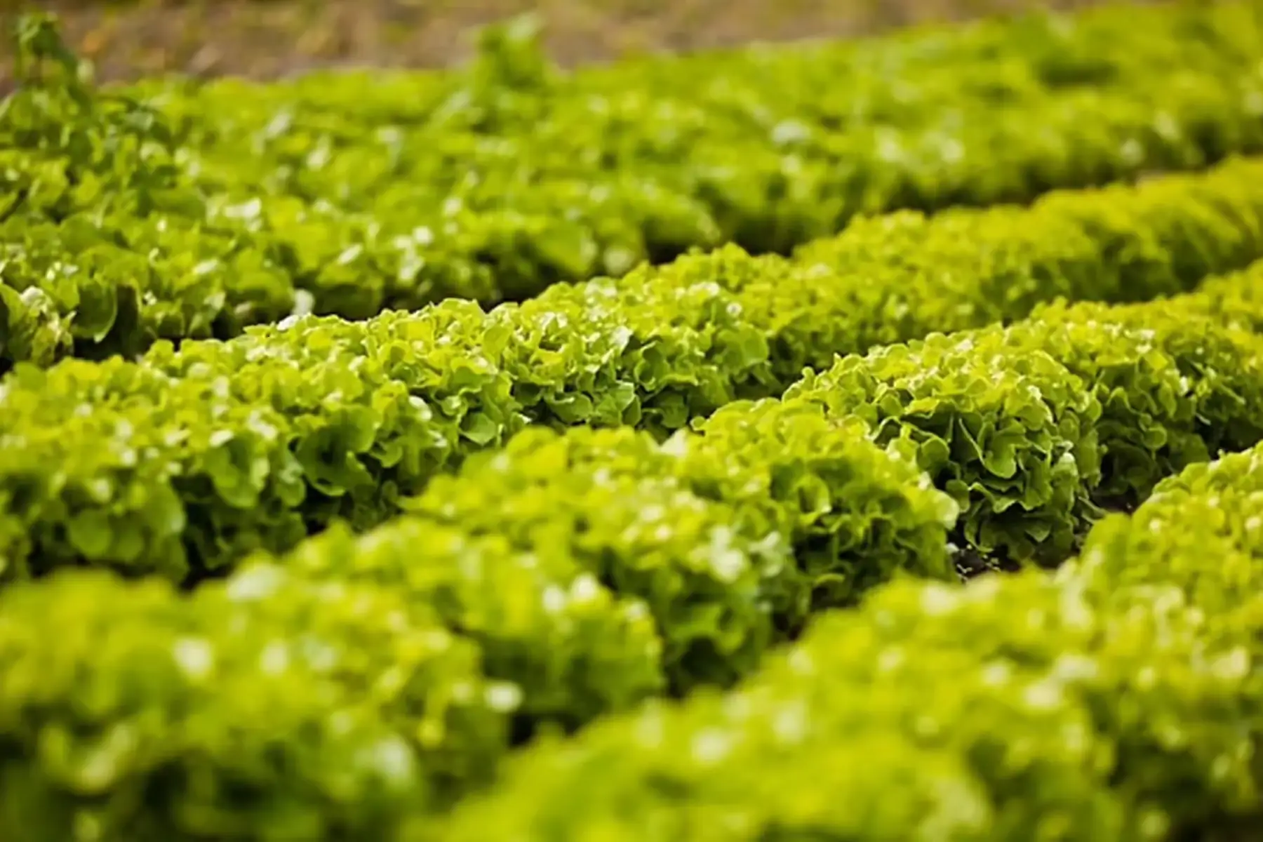 salade feuille de chêne