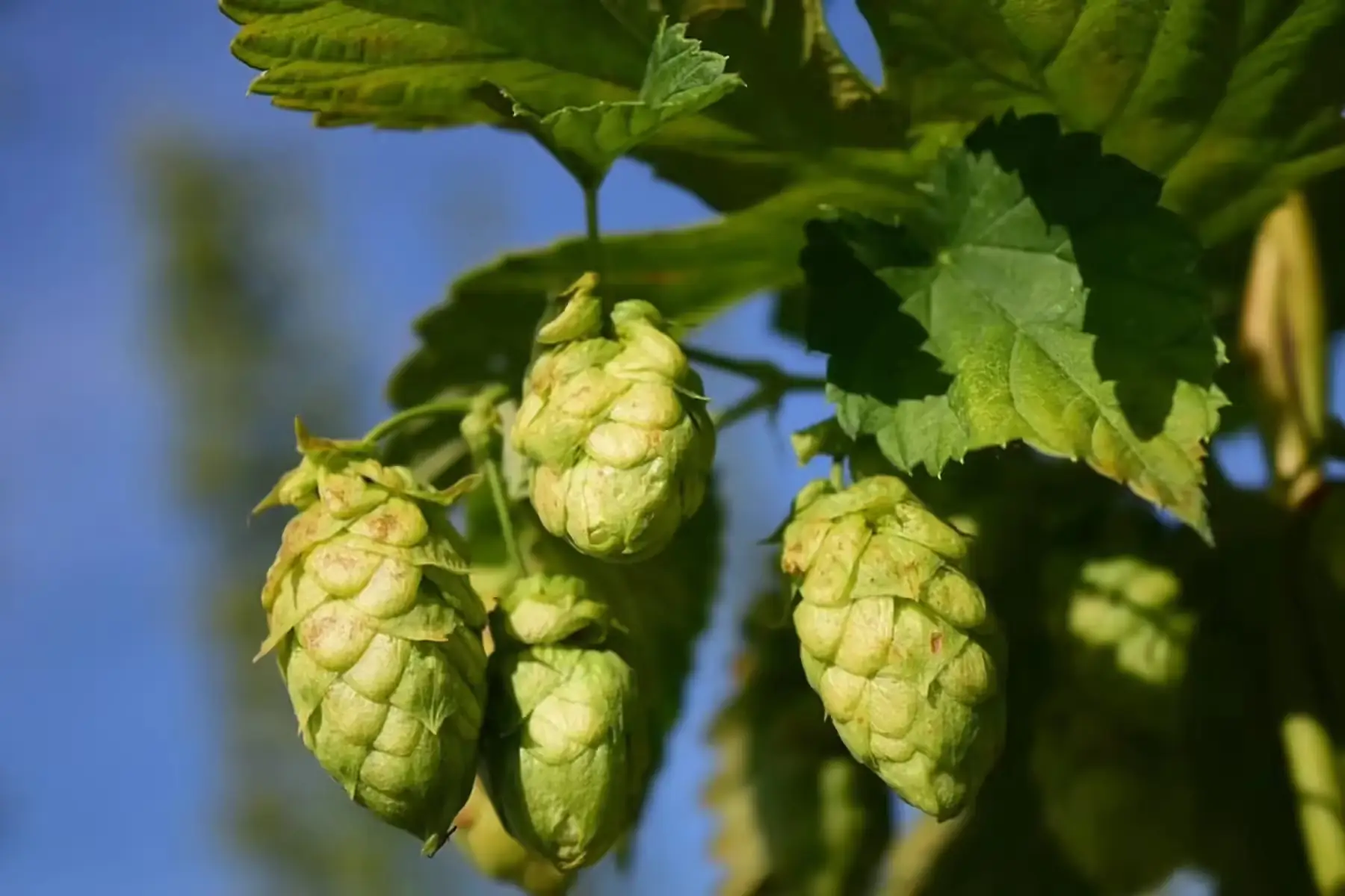 houblon