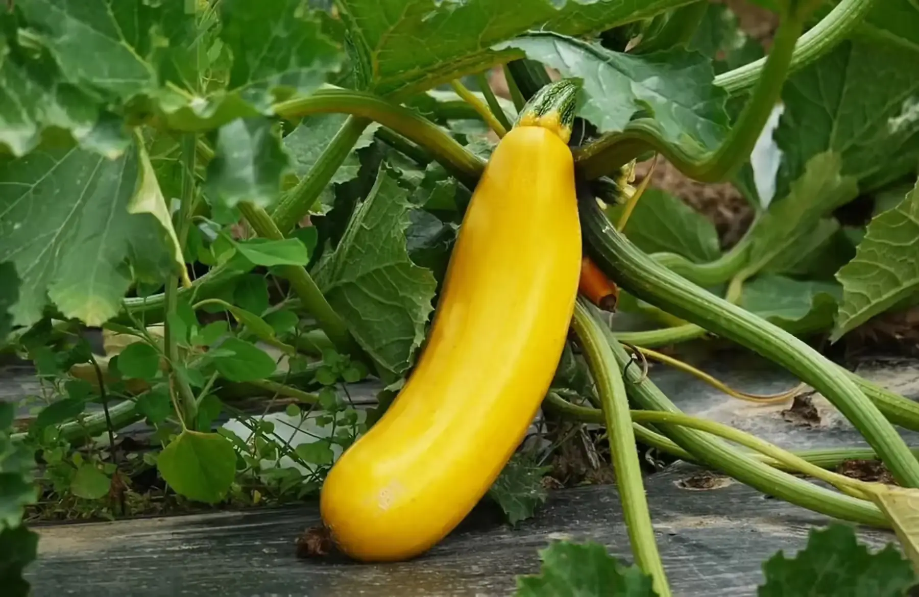 courgette jaune