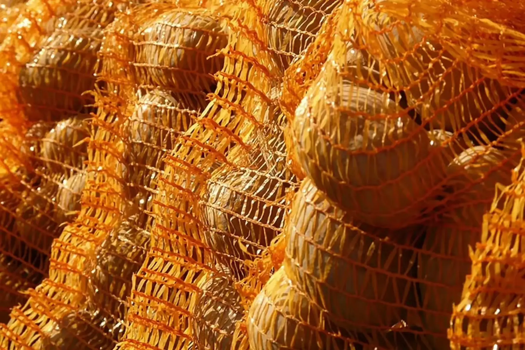 pomme de terre chair ferme