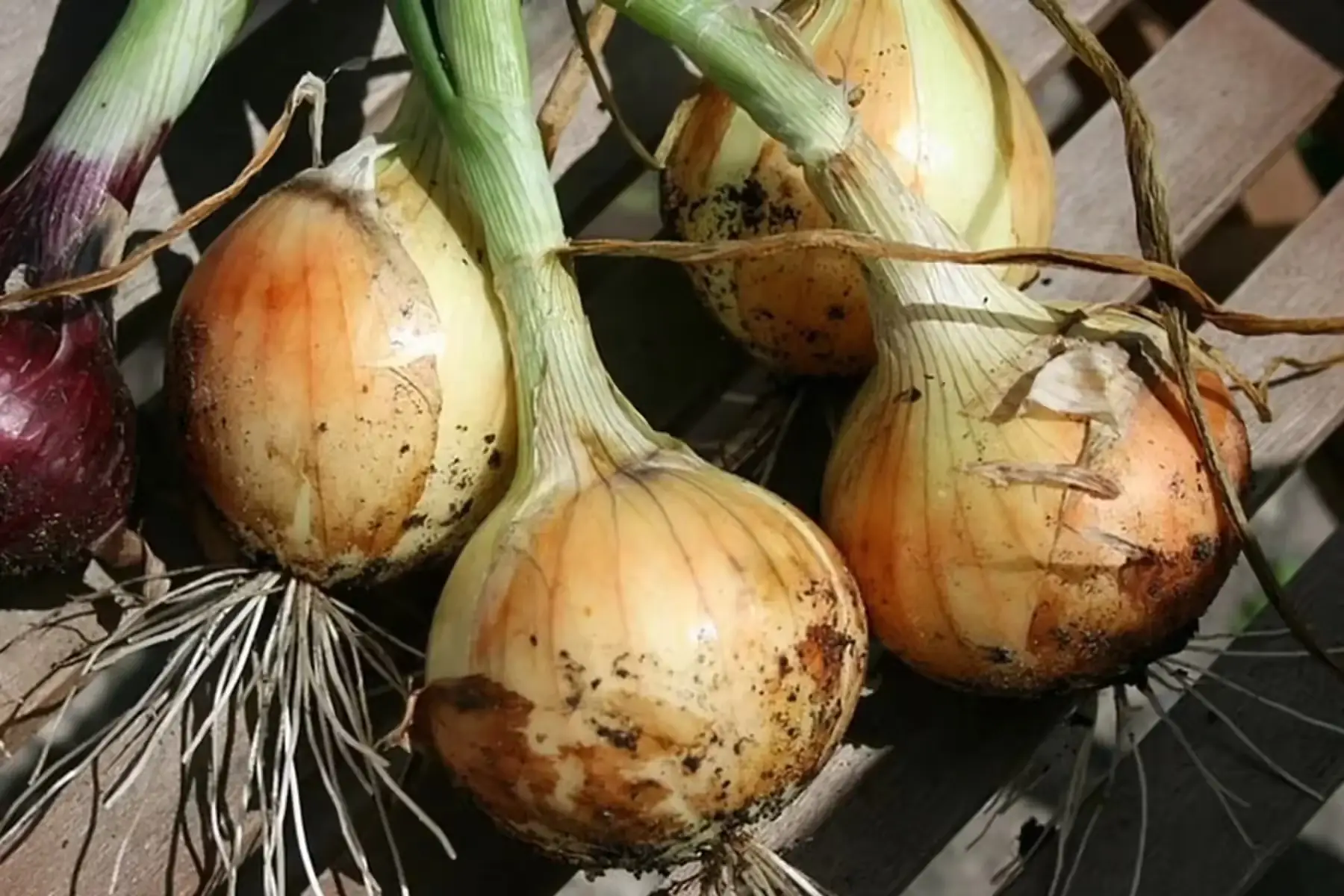 oignons jaunes nouveaux