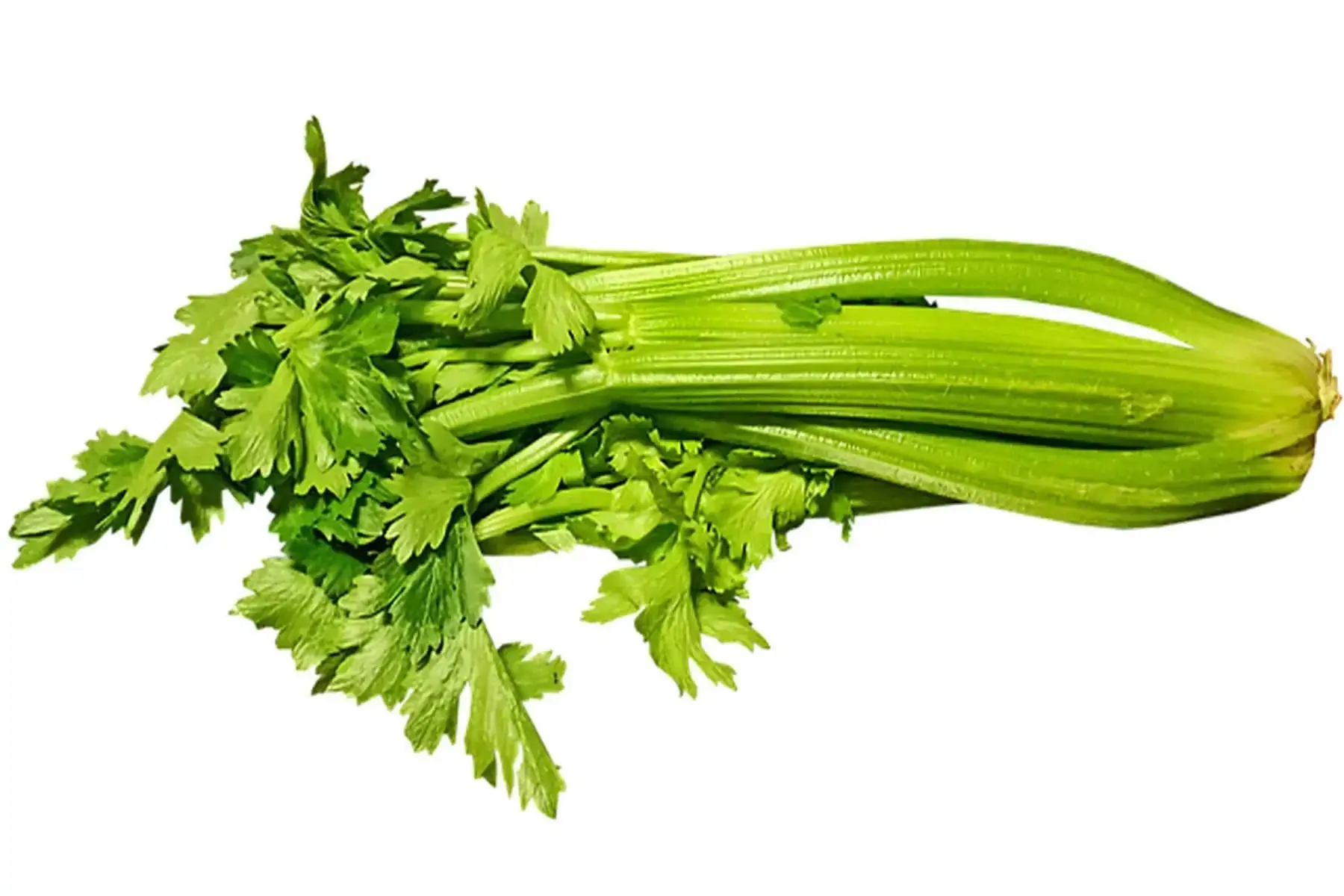 céleri branche