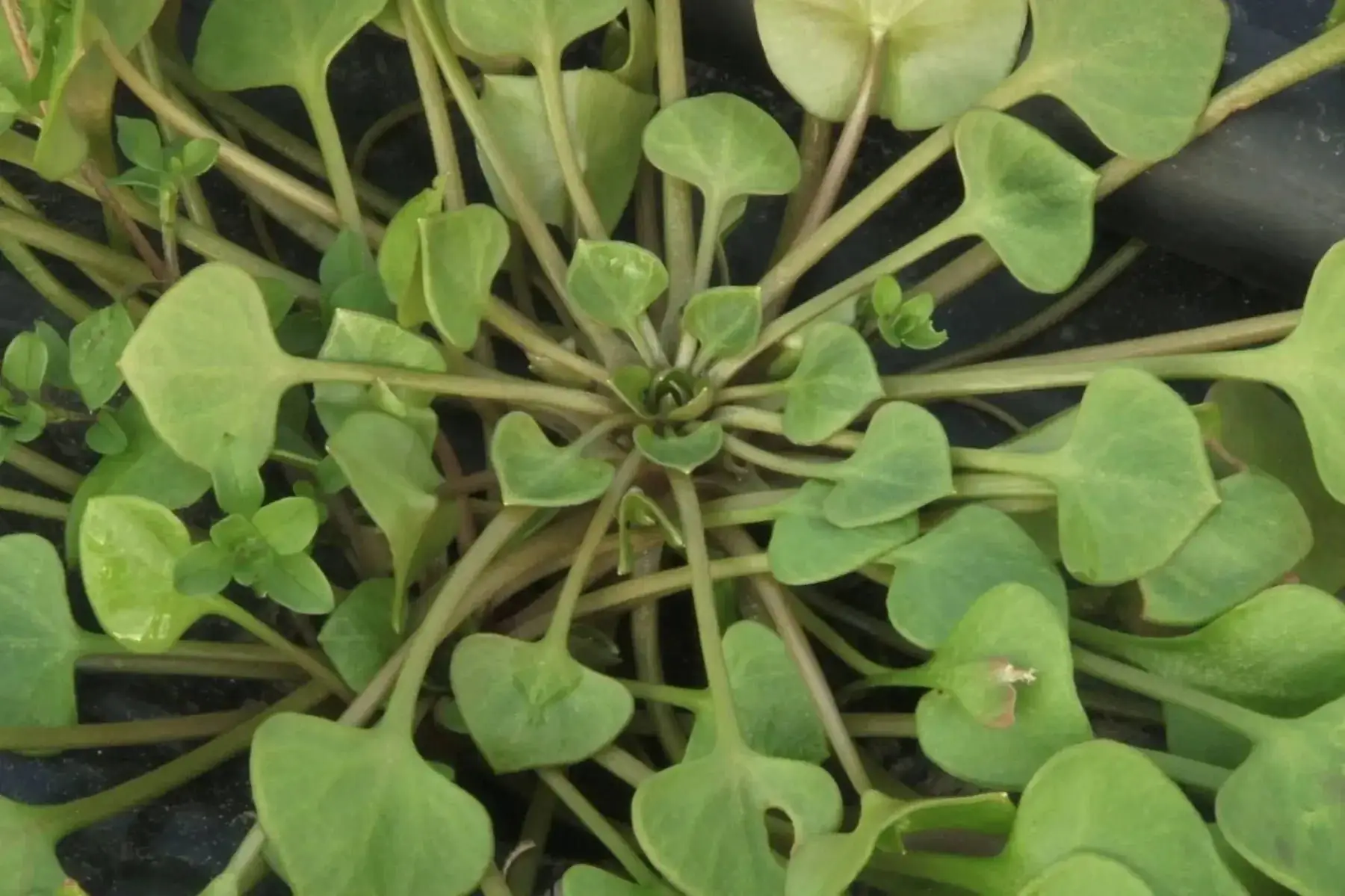 pourpier/claytone de cuba