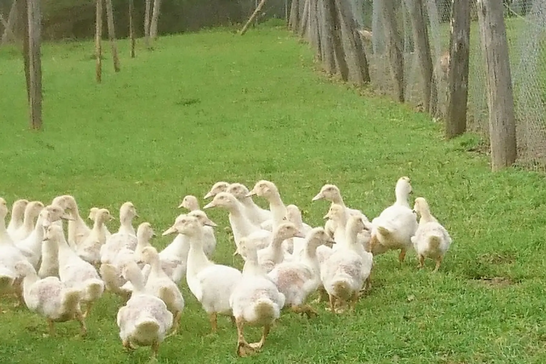 canette prête à cuire (mulard) 9,50€/kg