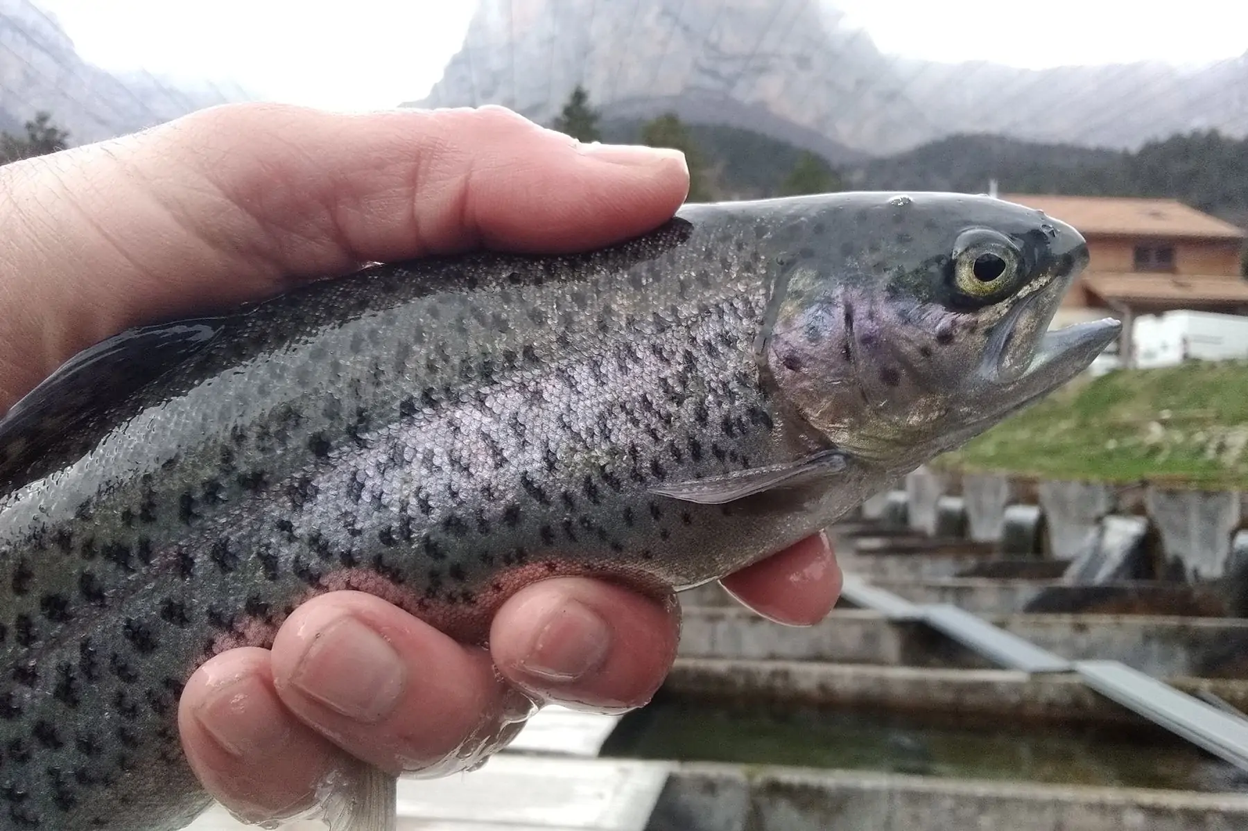 truite arc en ciel (2 poissons pour 2 pers.)