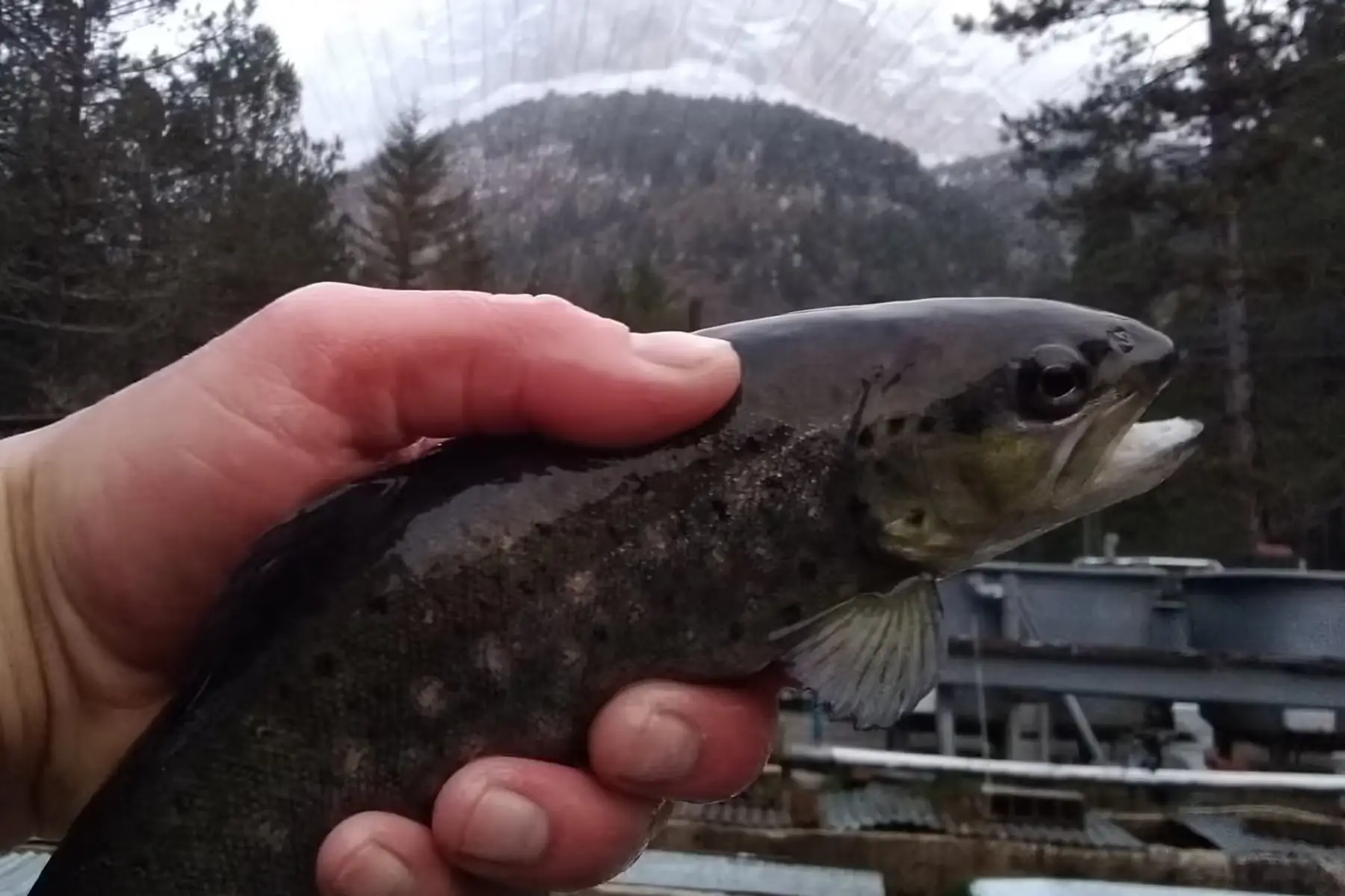 truite fario (2 x 250g env. = pour 2 à 3 pers.)