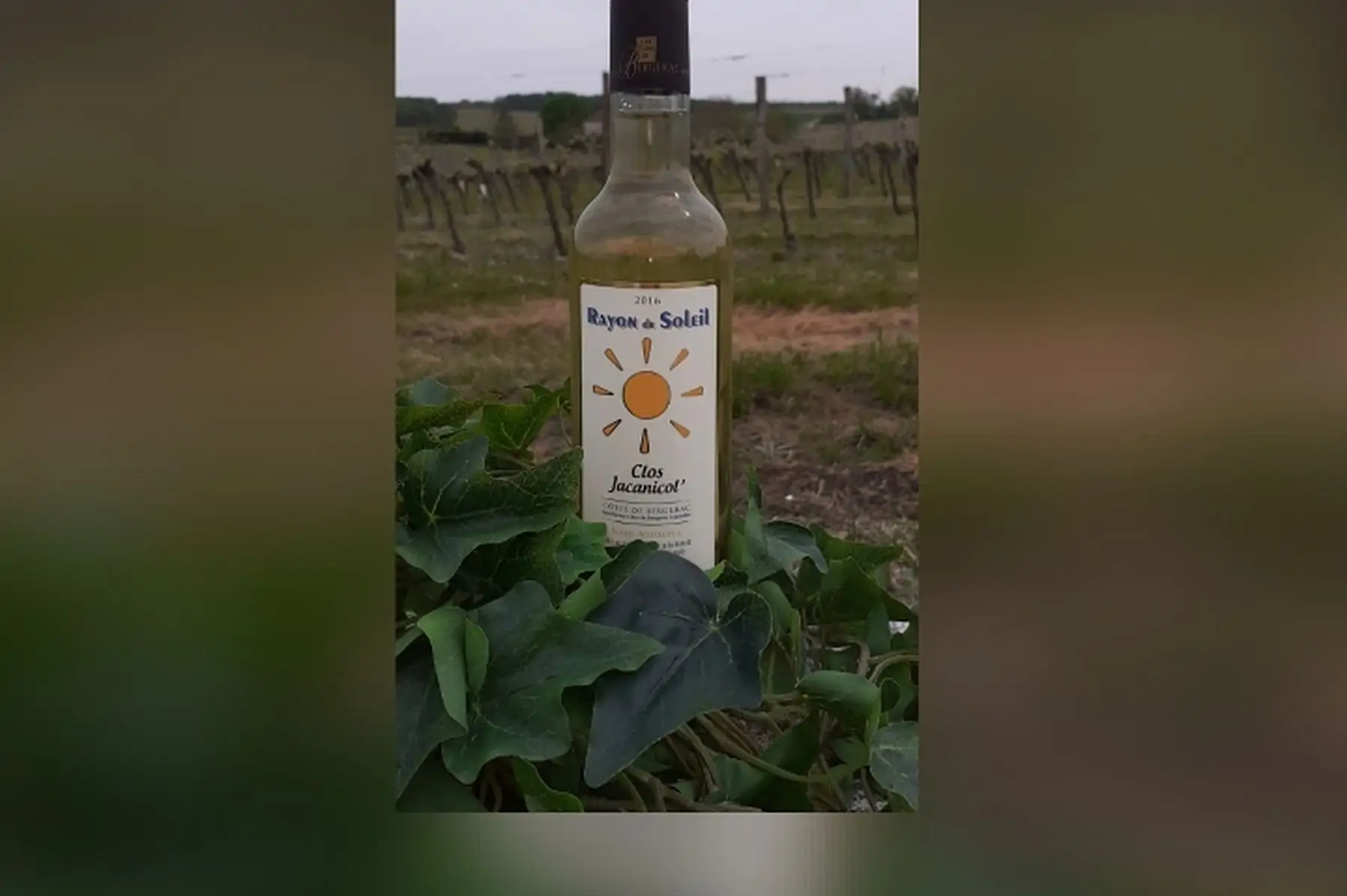 la bouteille de côtes de bergerac moelleux " rayon de soleil " 2016 (50cl)