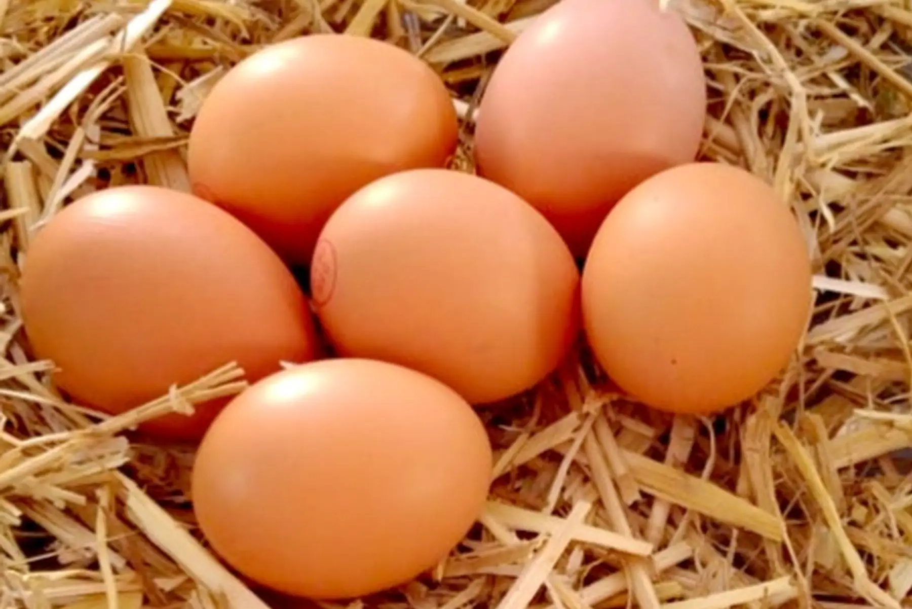 oeufs de la ferme par 6 ou 12