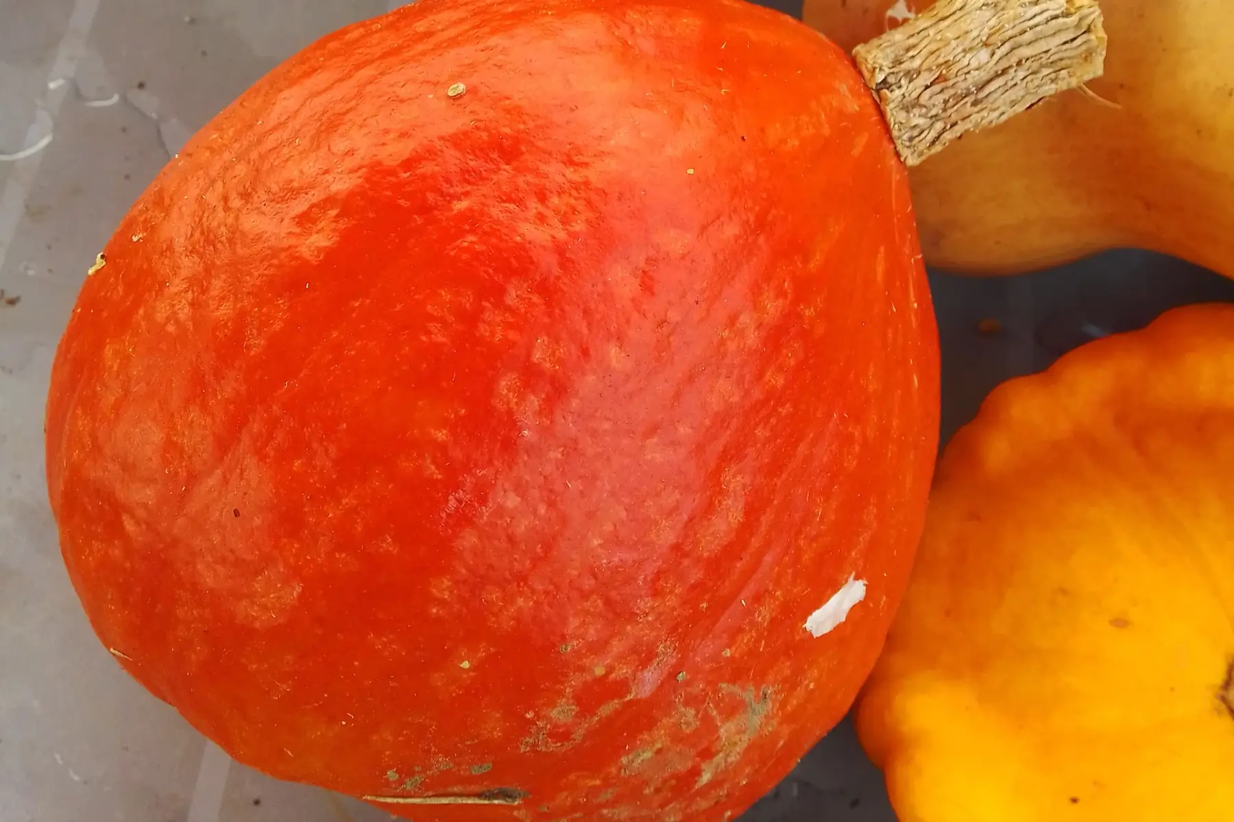 potimarron orange moyen