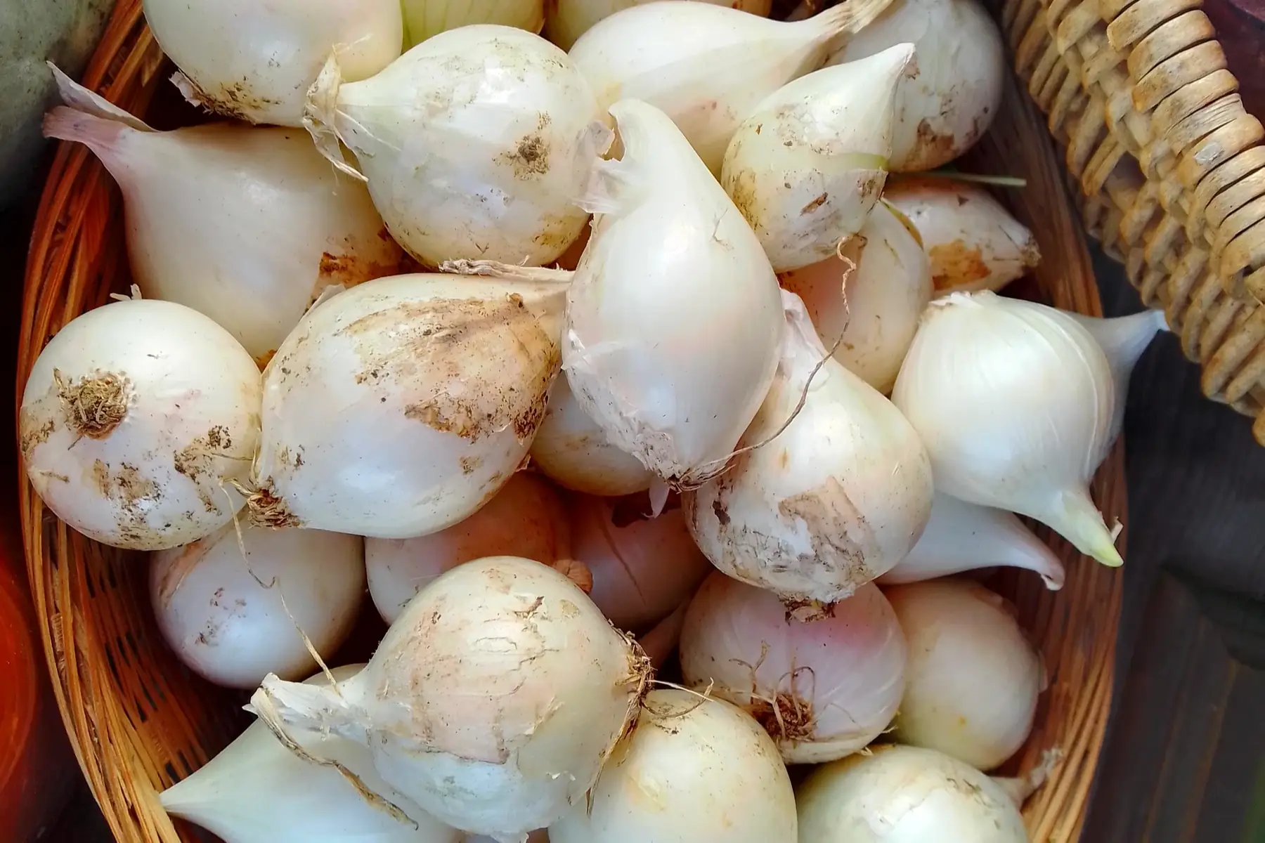 oignon blanc
