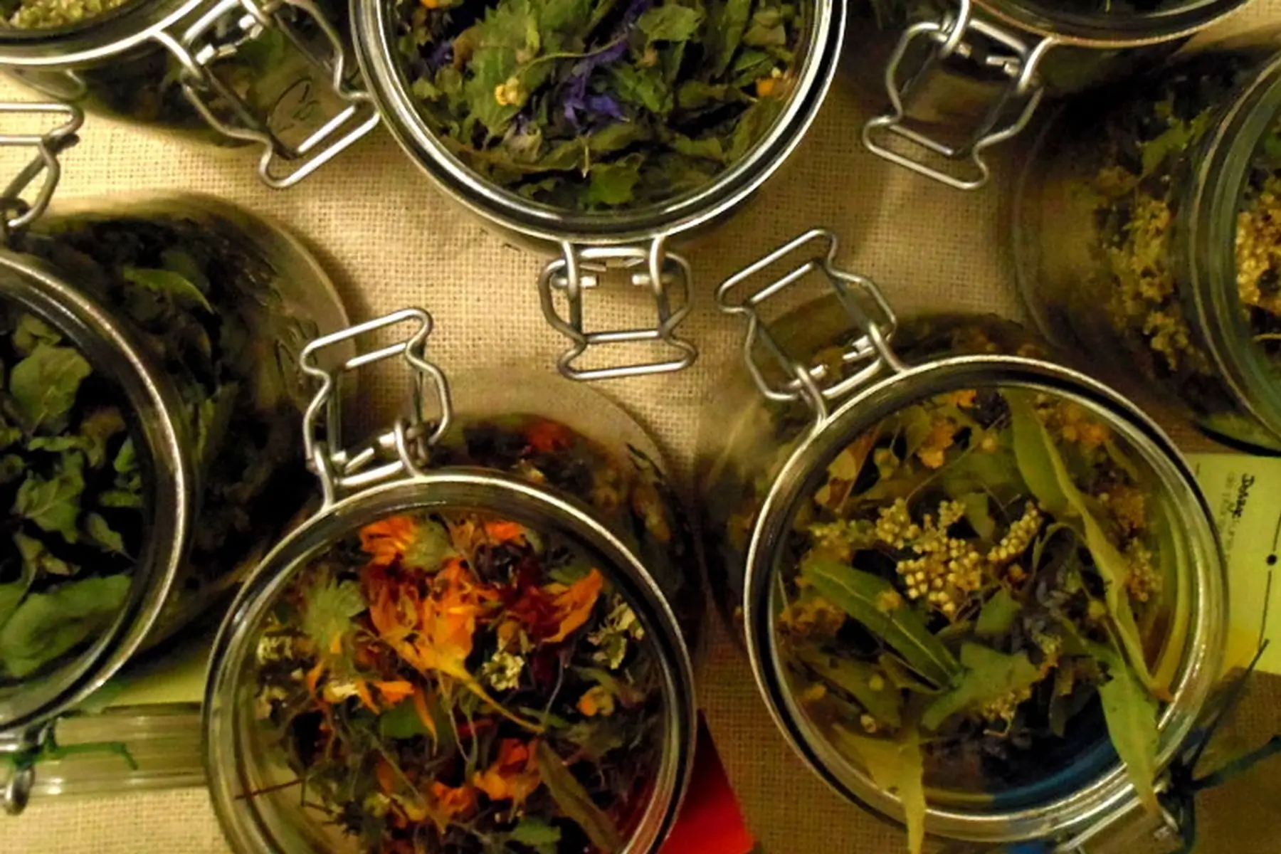 chat perché : tisane coup de froid