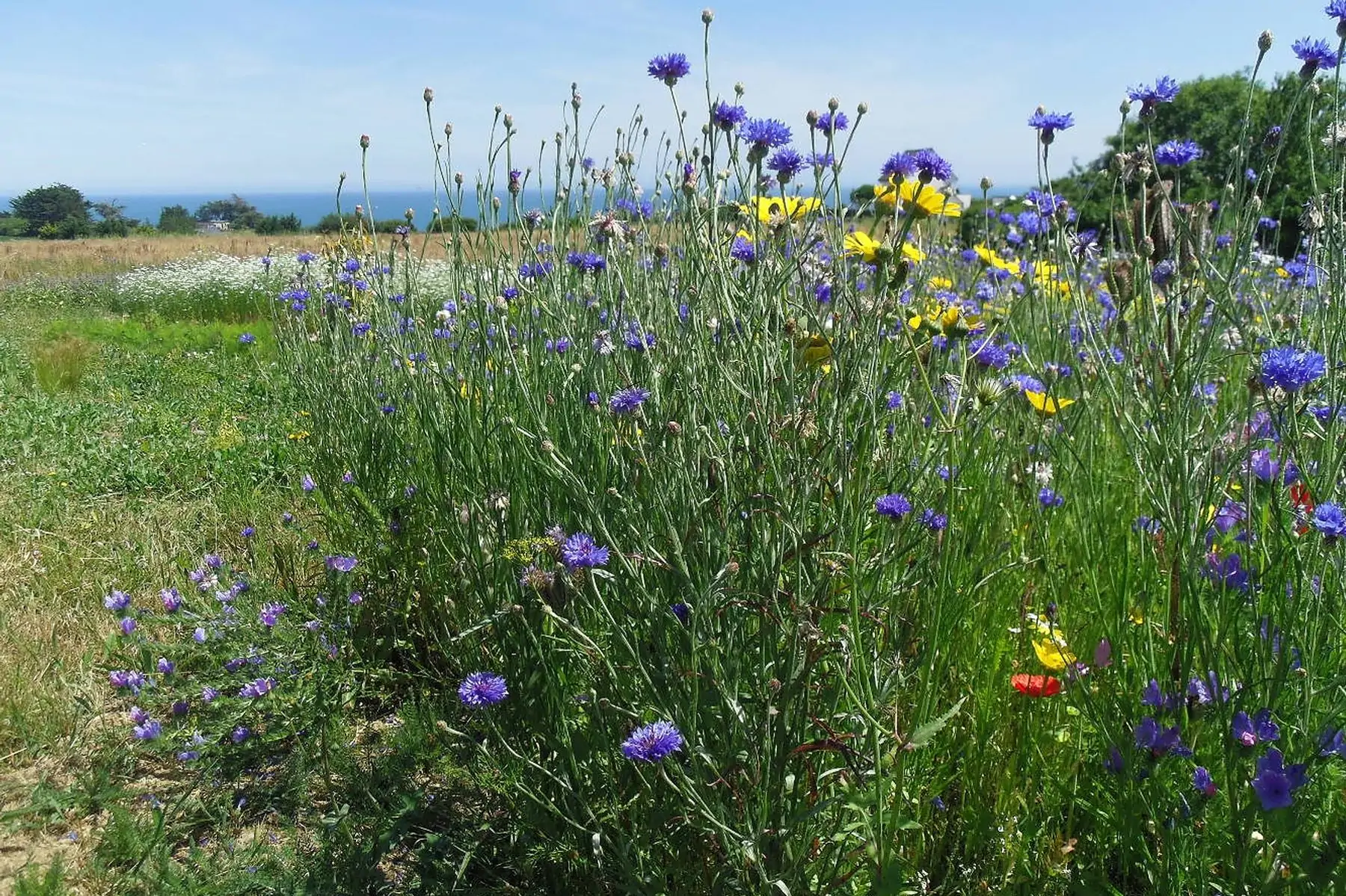 sirop de basilic citron