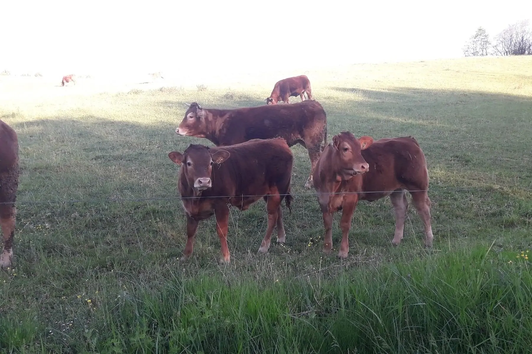 colis de veau rose 5 ou 7kg