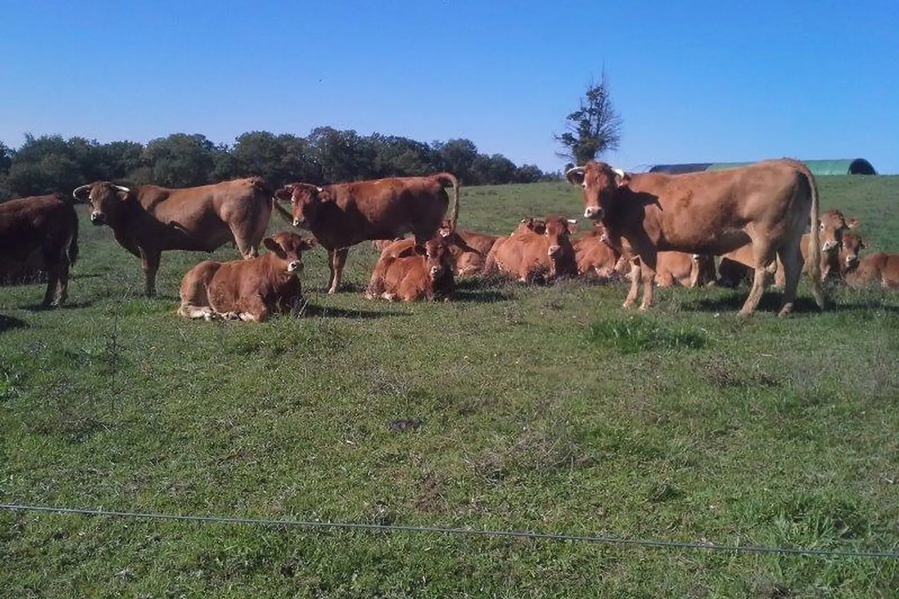 colis de boeuf saucisse 5 ou 10kg