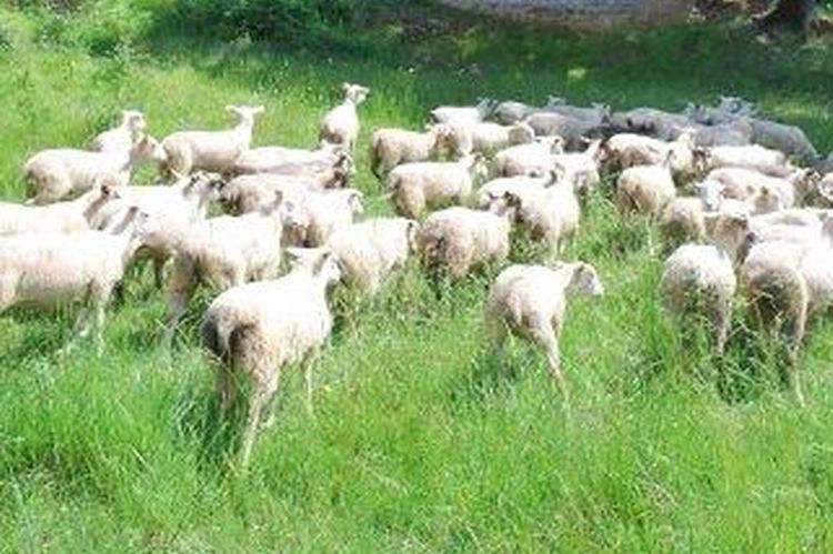 colis agneau classique 7 à 10kg