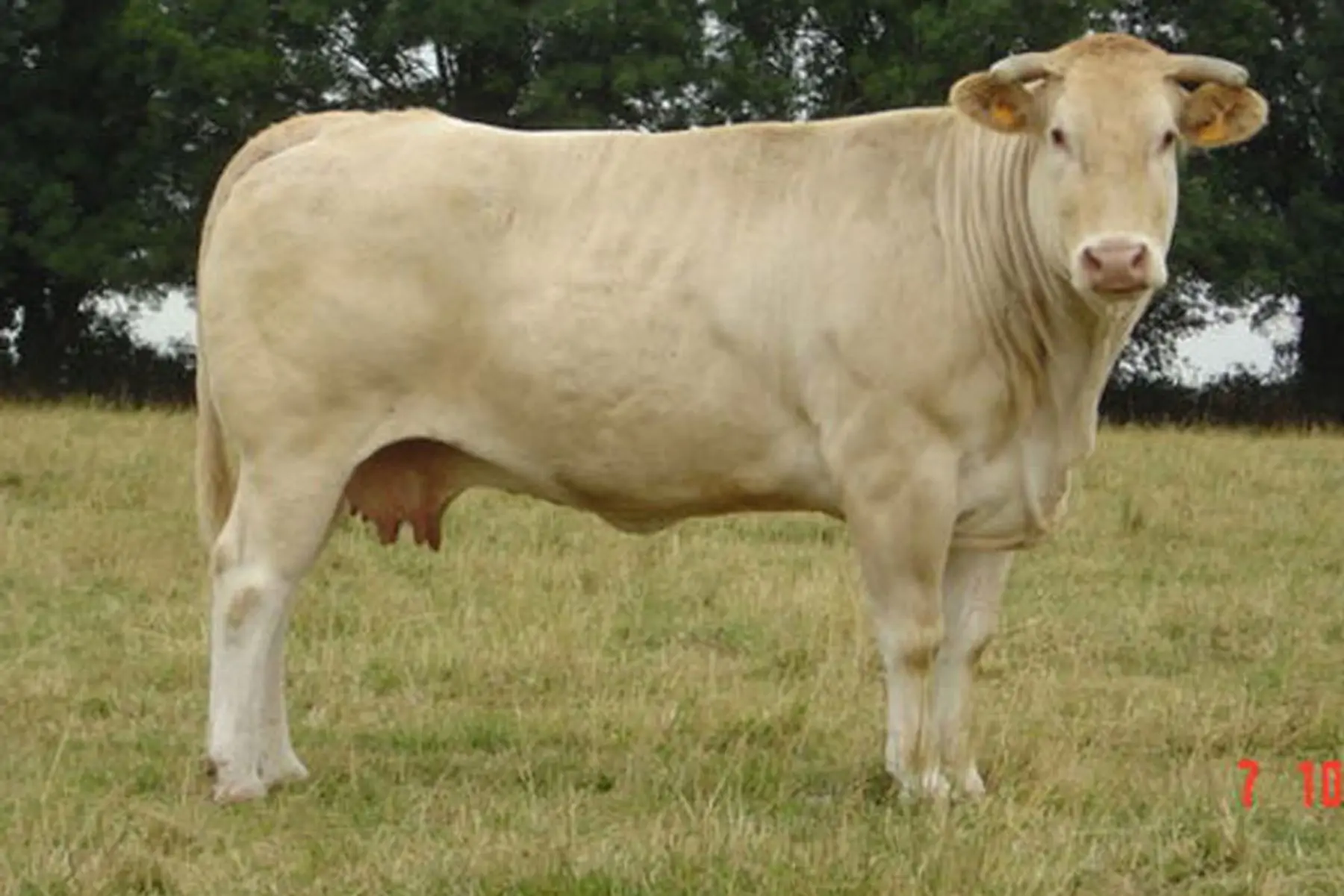 boeuf campagnard (formule classique)