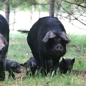 ferme de cambelongue