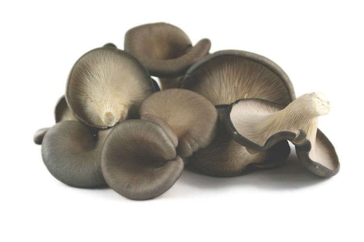 pleurotes grises