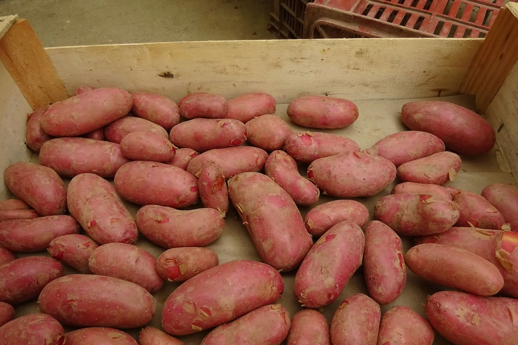 pomme de terre nouvelle cherrie