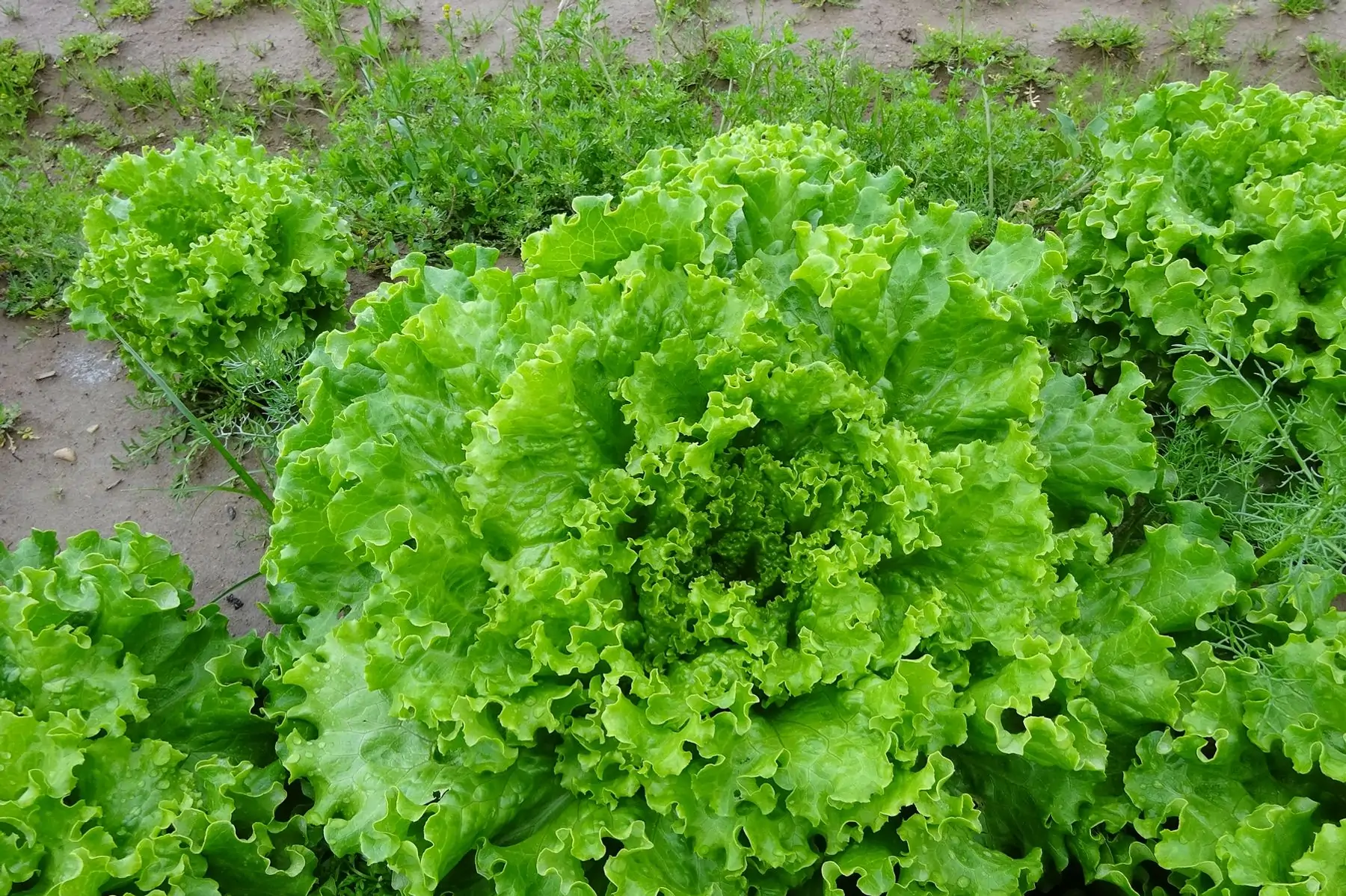 salade batavia blonde