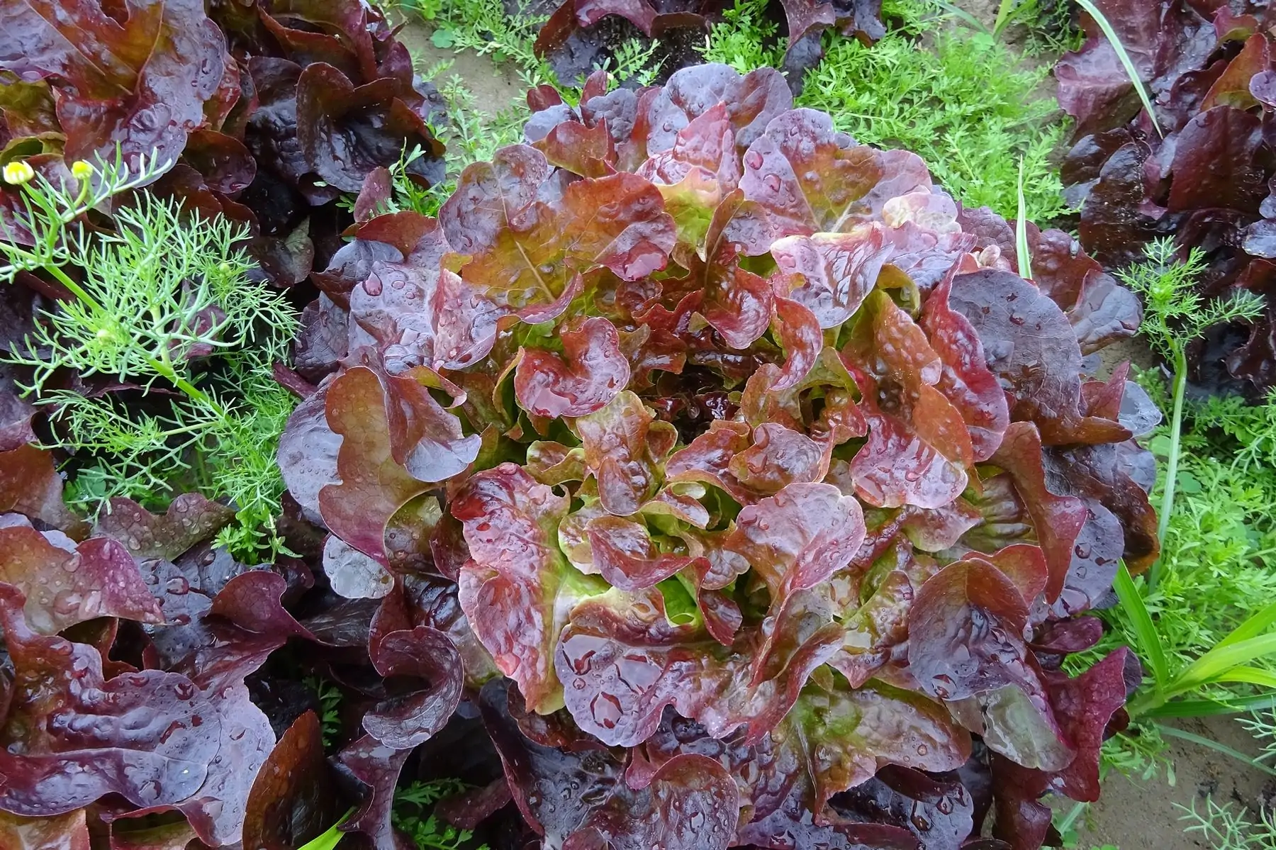 salade feuille de chène rouge