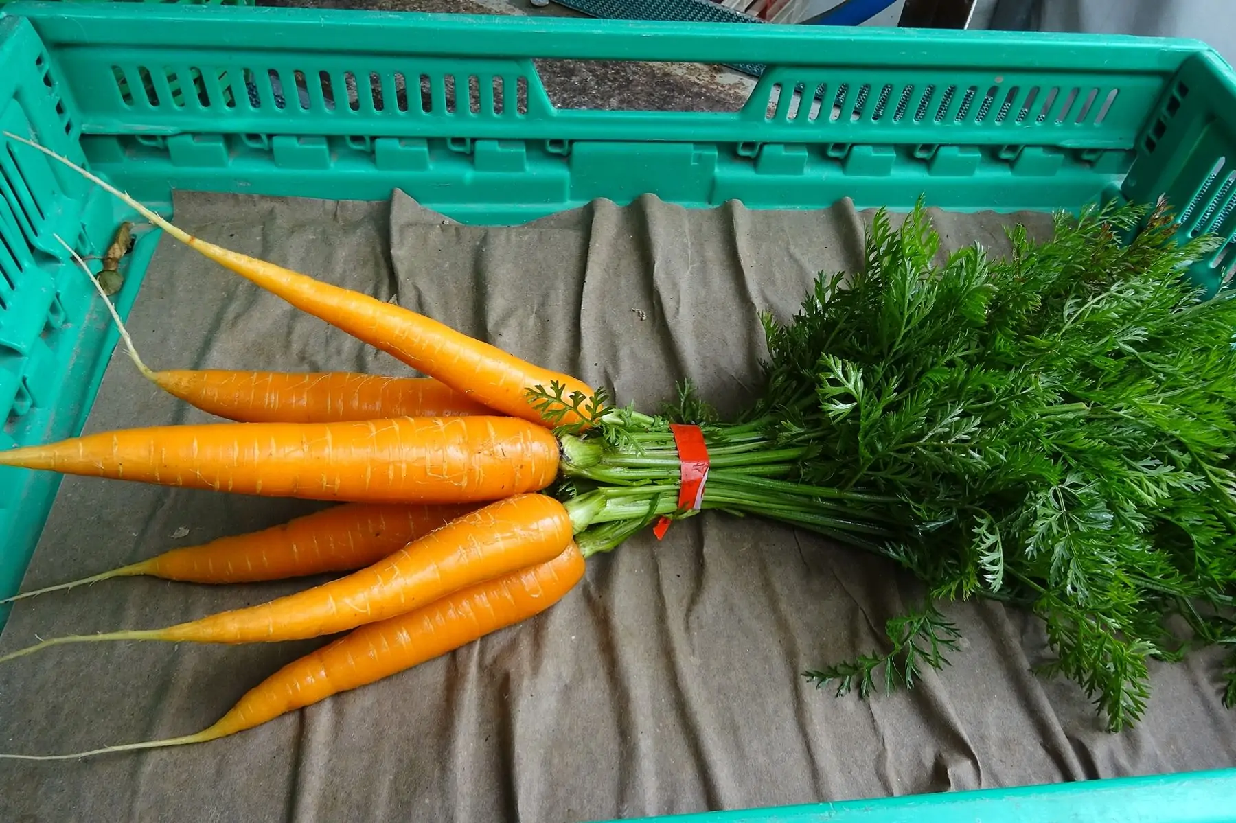 botte de carottes nouvelles