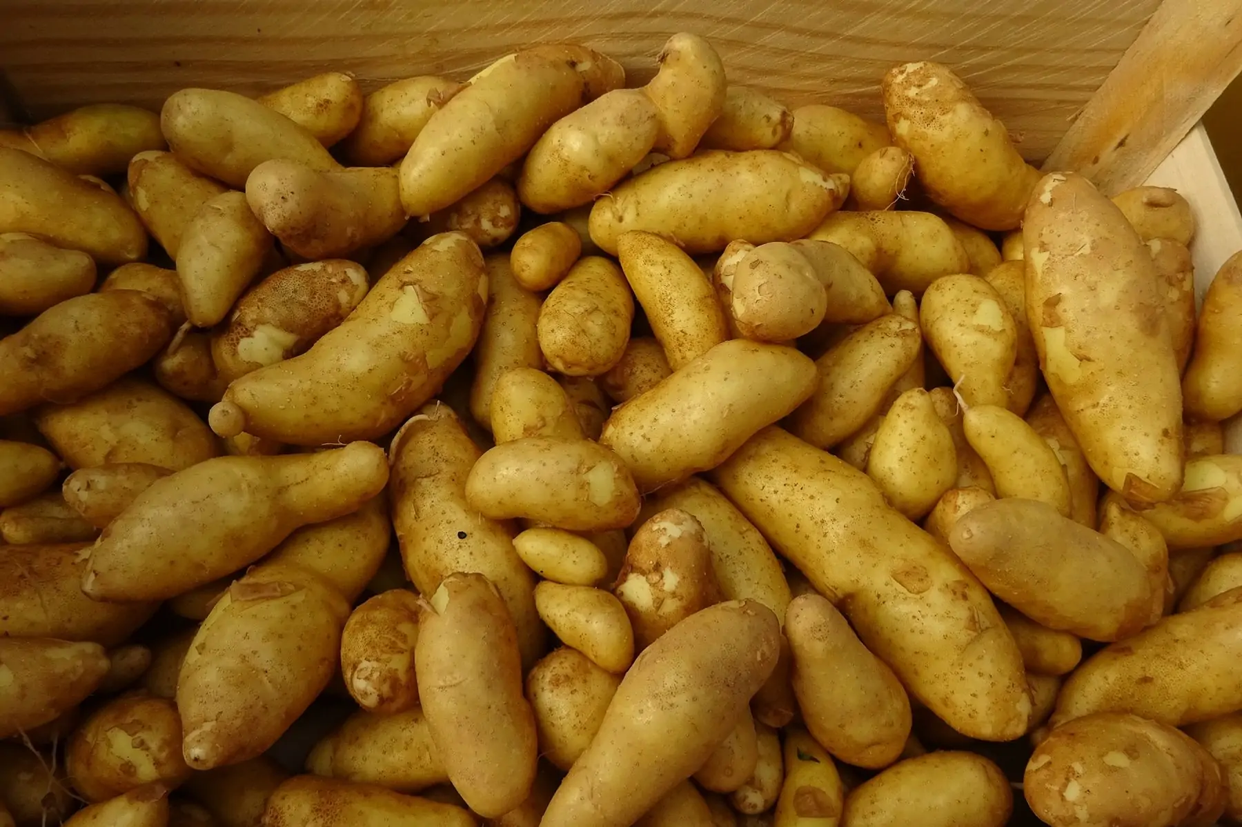 pomme de tere ratte nouvelle