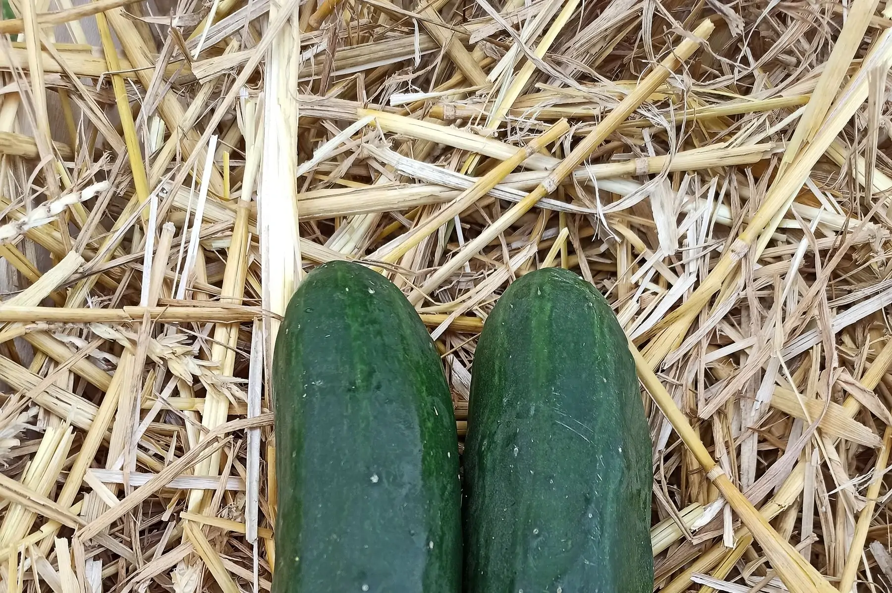 concombres courts (lot de 2)