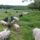 La Ferme de Veyrines (earl ch. veyrines)
