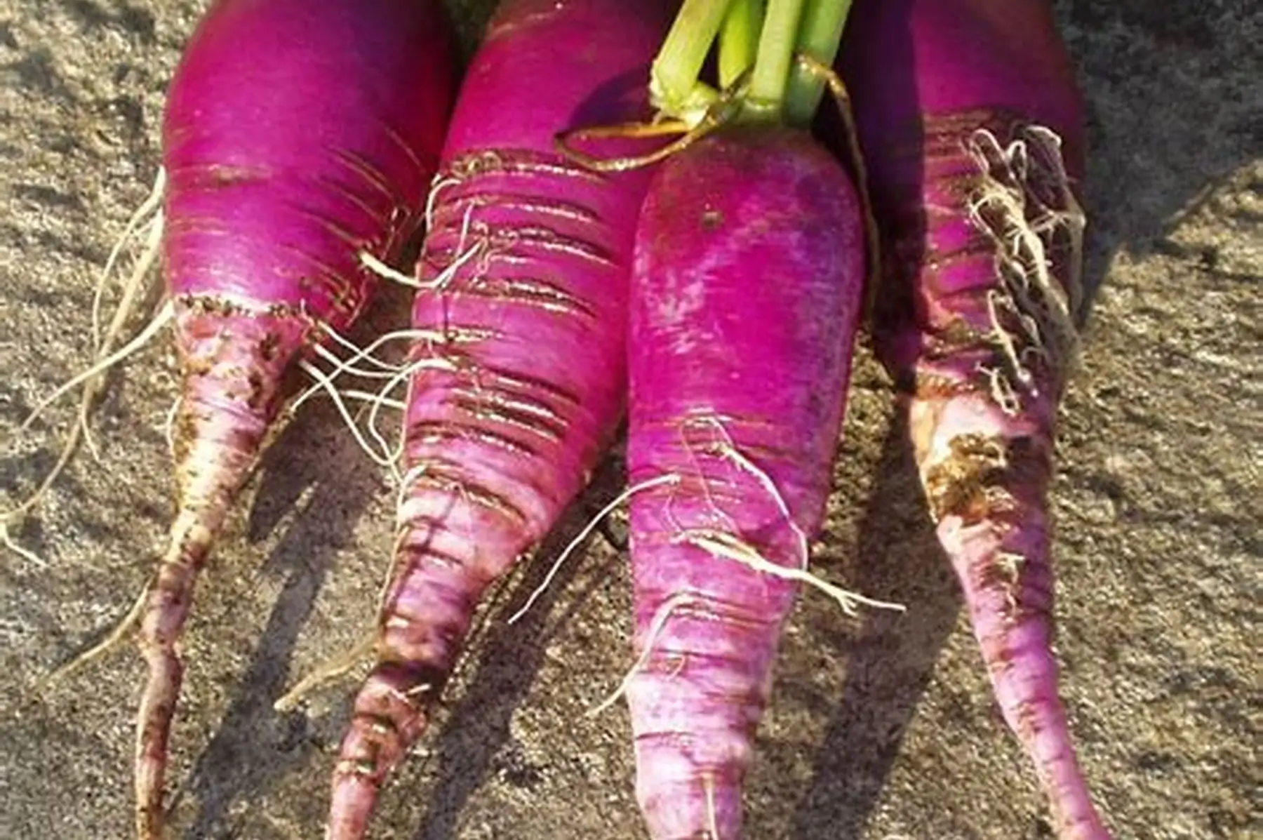 radis bleu d'automne