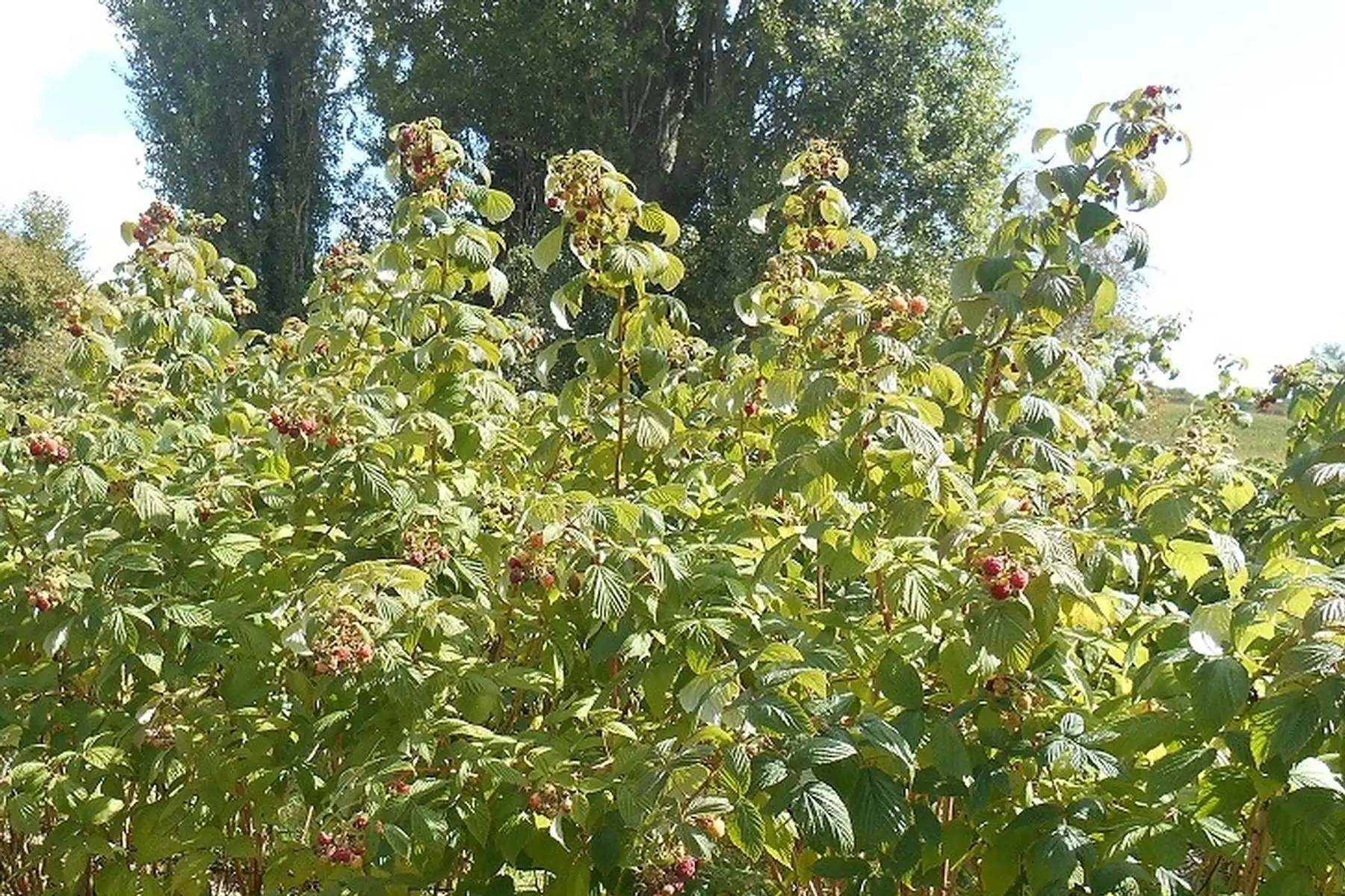 Les délices de St-Sulpice
