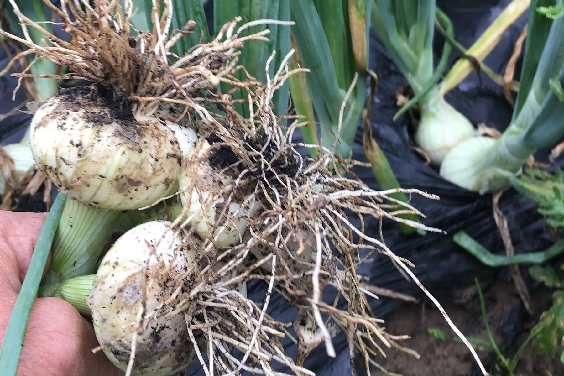 oignon blanc nouveau