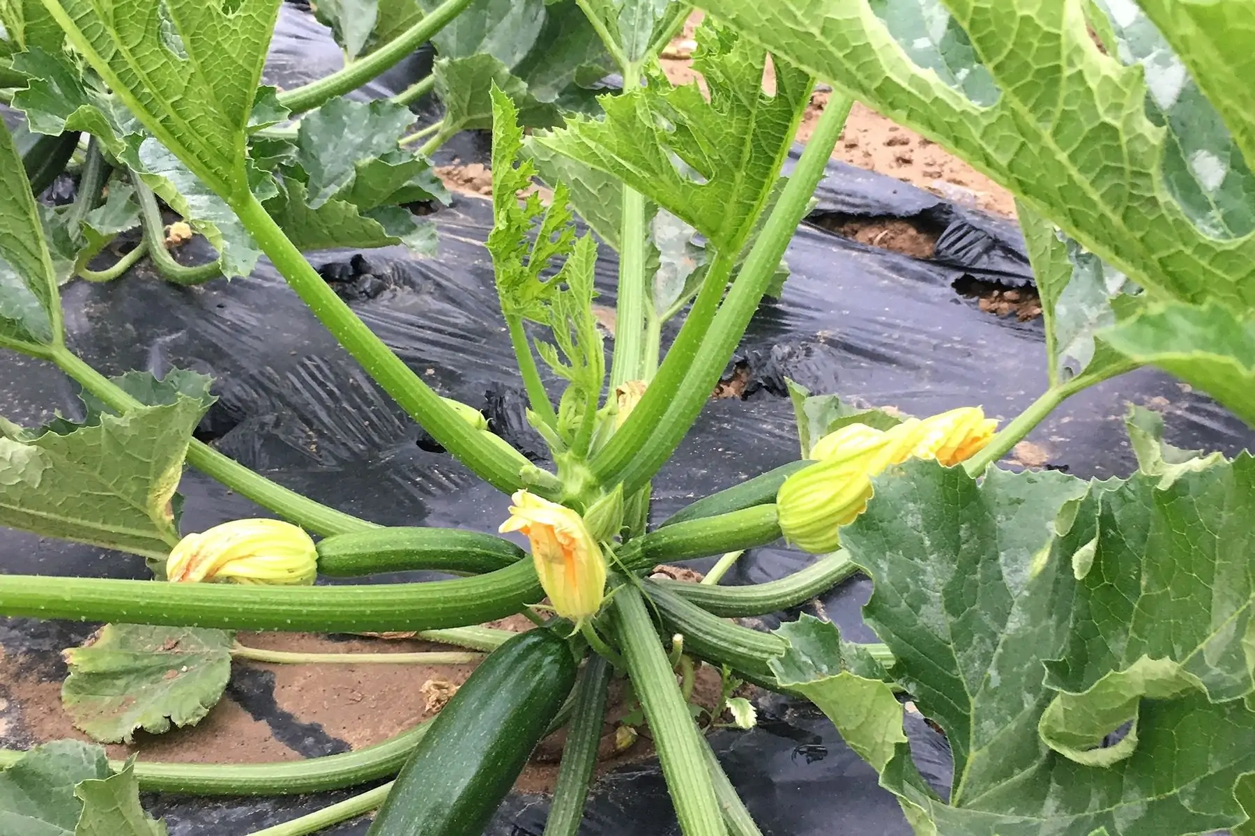 courgette