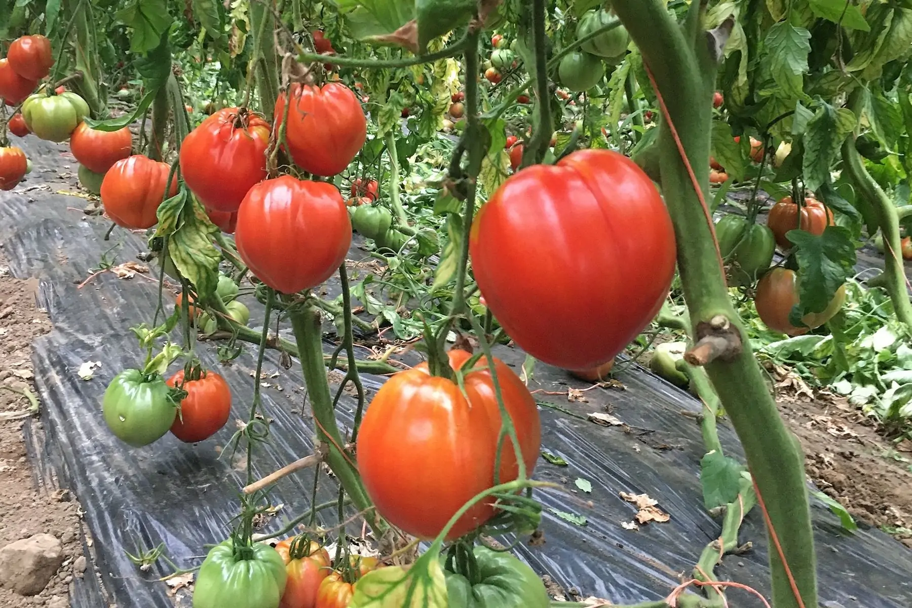 tomate coeur de boeuf