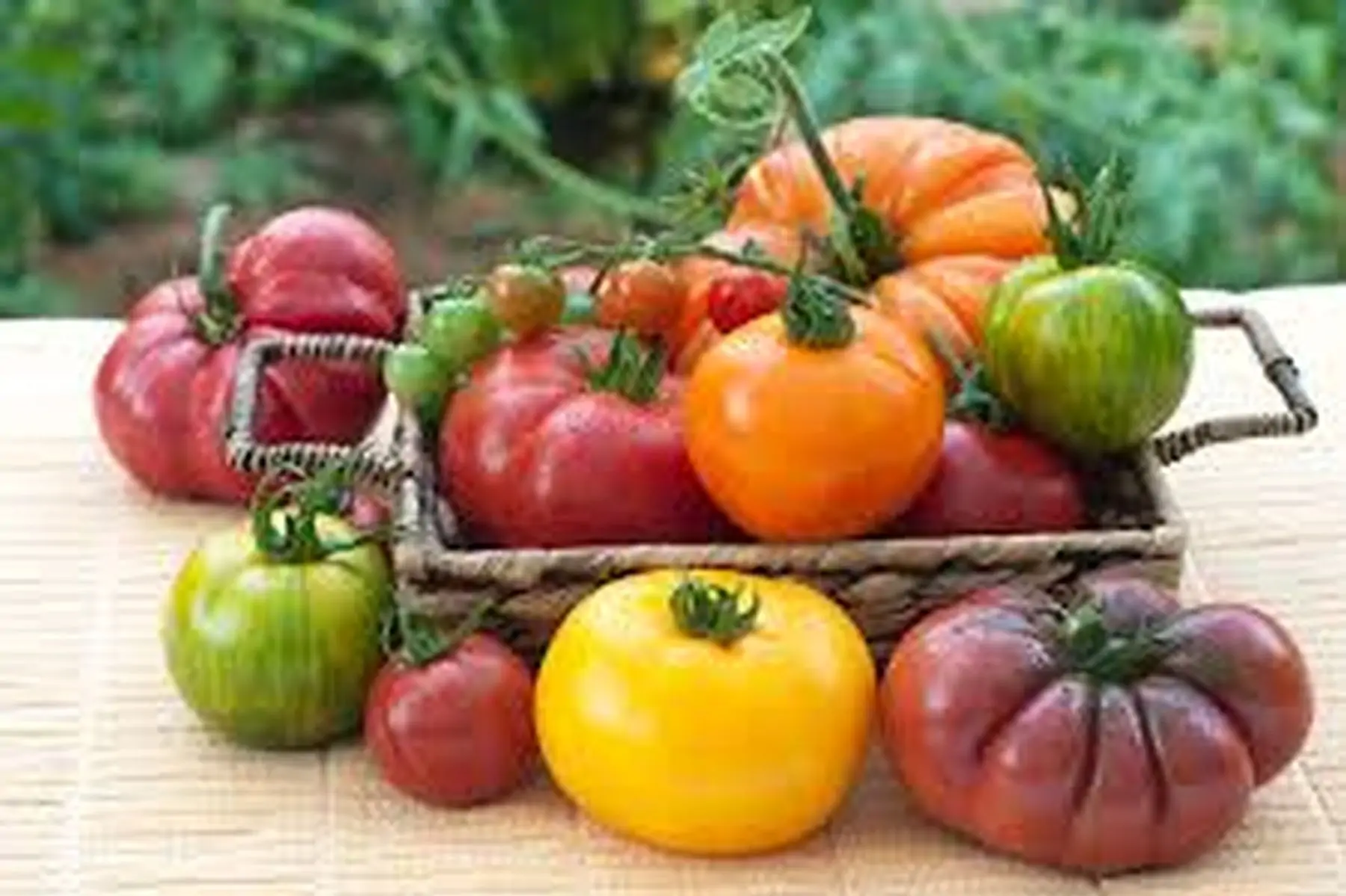 tomates variétés anciennes