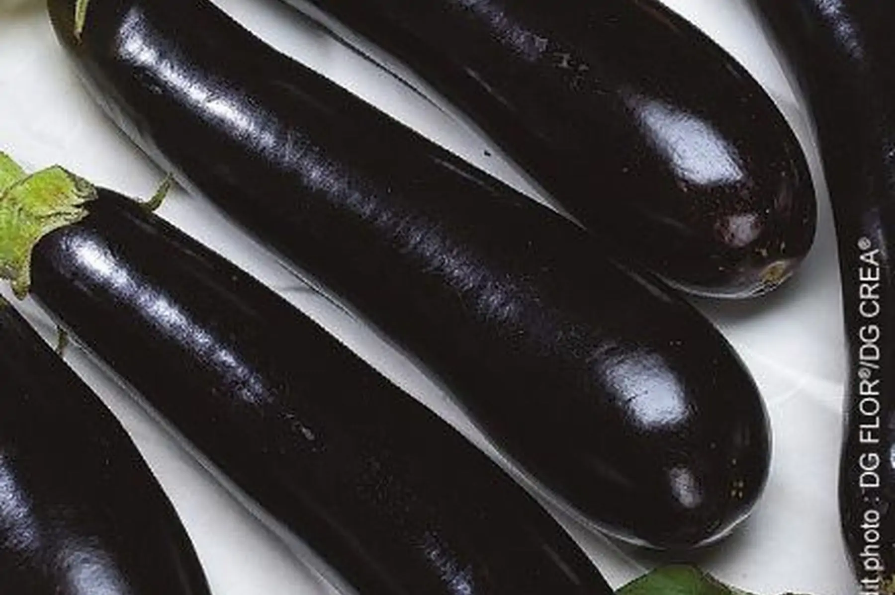 aubergines barbentane