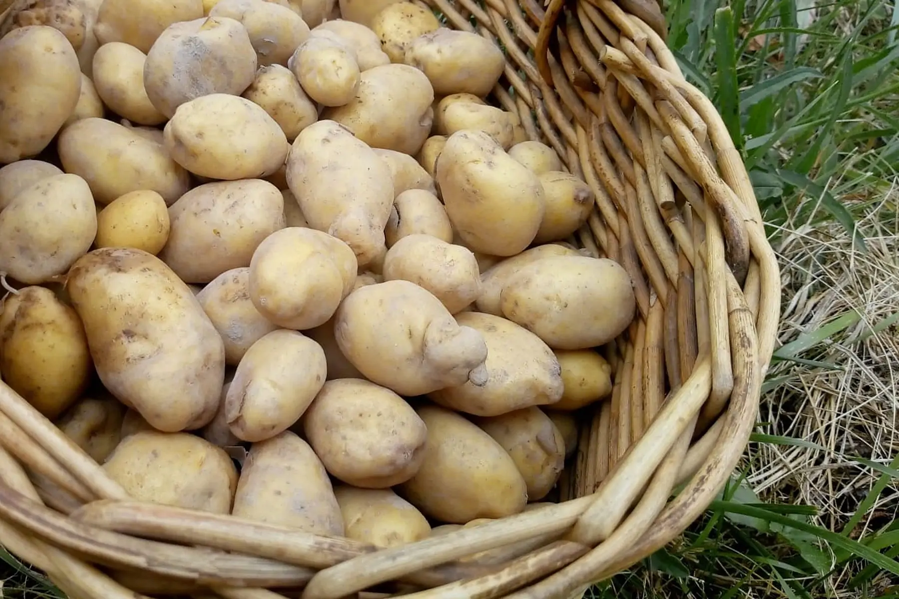 zpommes de terres nouvelles