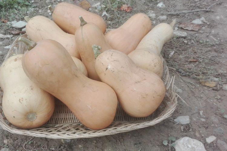 potimarron butternut