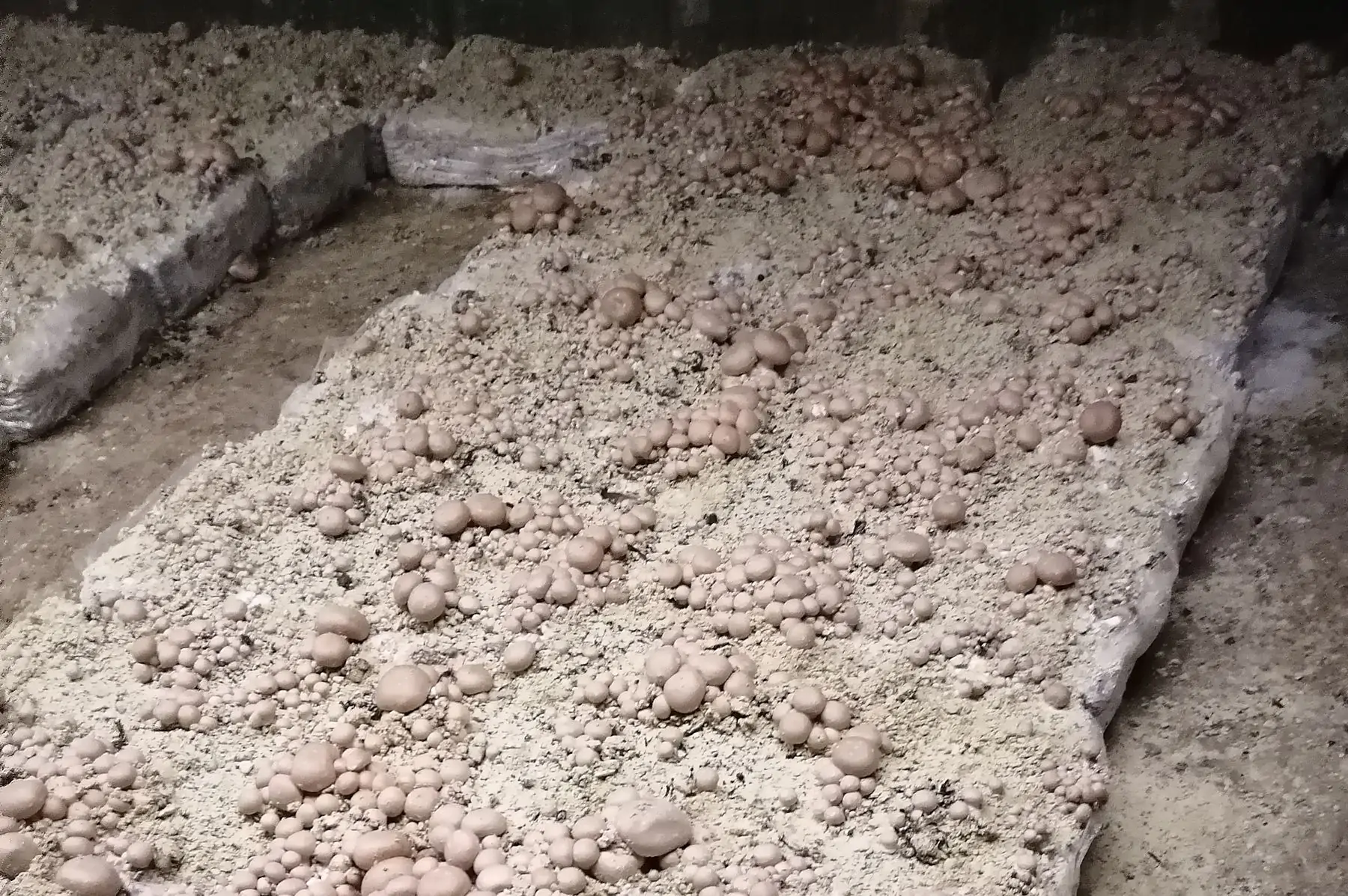 champignon blond "le petit vendôme"