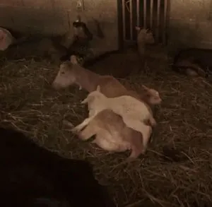 GAEC de la petite foret