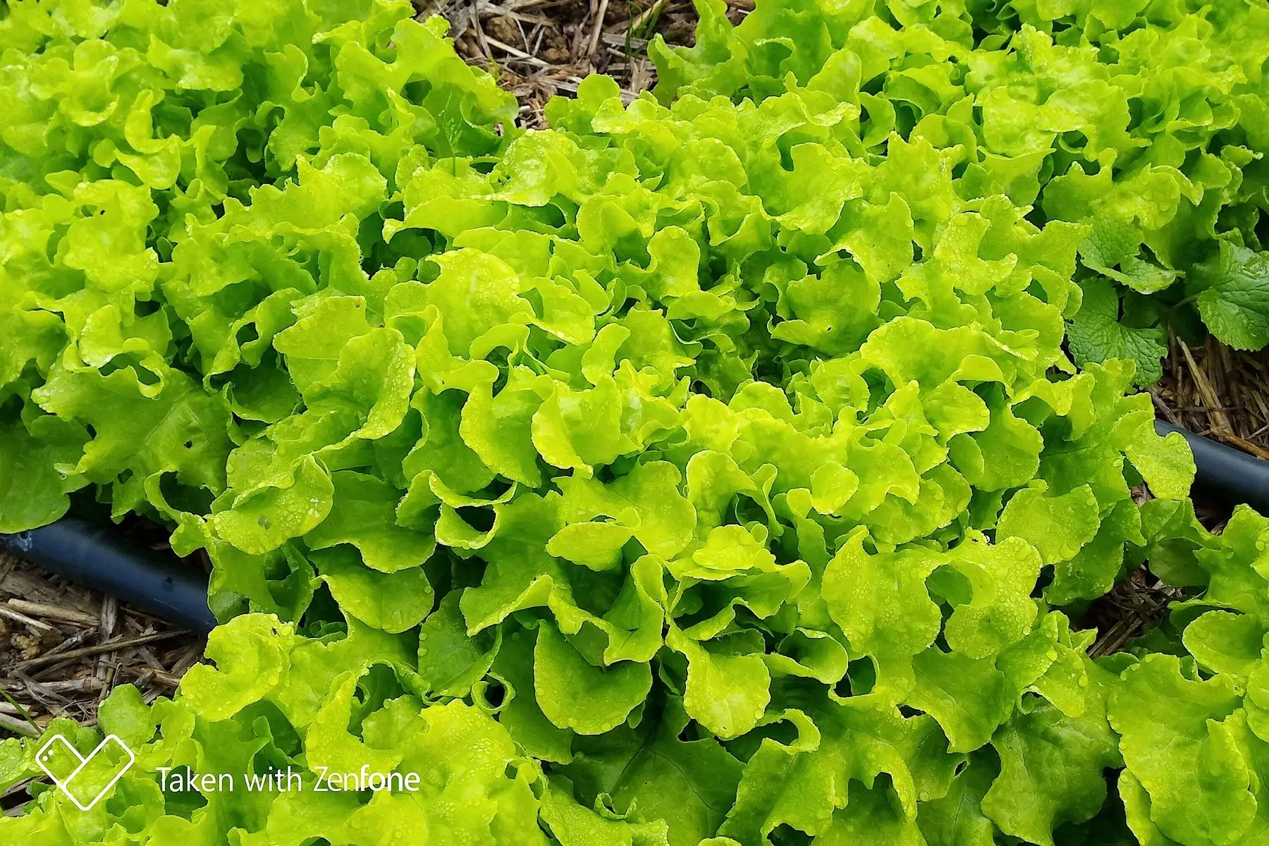laitues alvezir feuilles de chêne